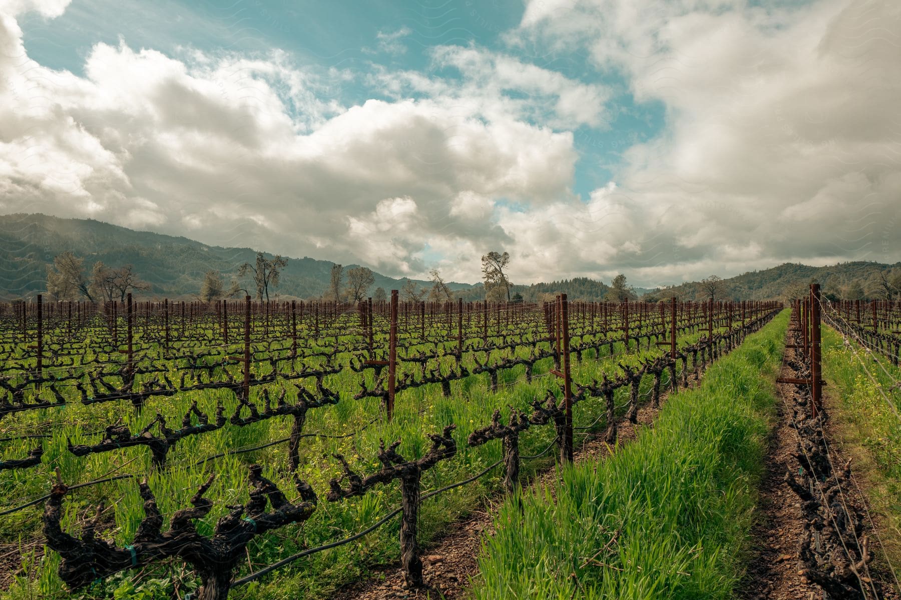 A cloudy sky hangs over a planted field