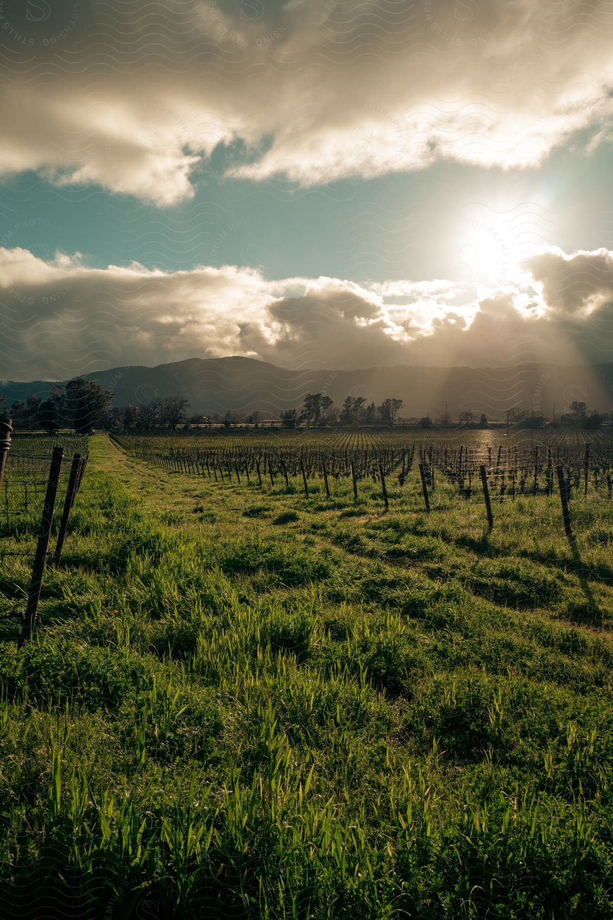 A green vineyard bathed in sunlight