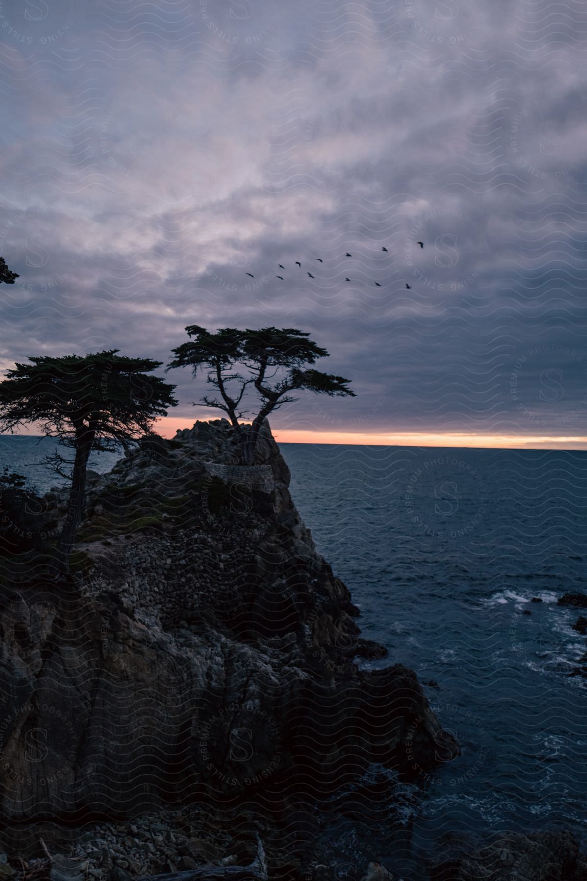 A cliff on the coast with trees