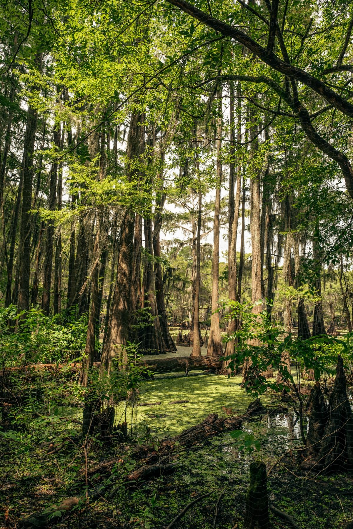 Felled trees in a forest