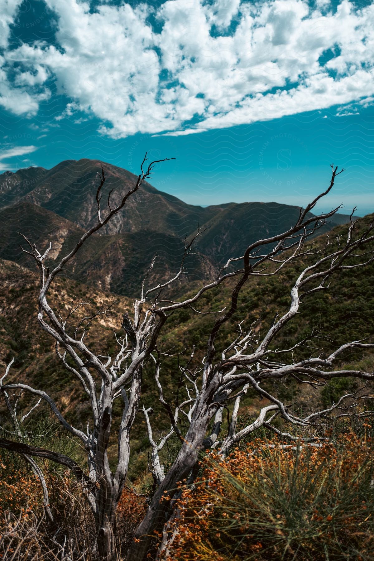 A bare tree stands among plants and vegetation with mountains in the distance under a cloudy sky