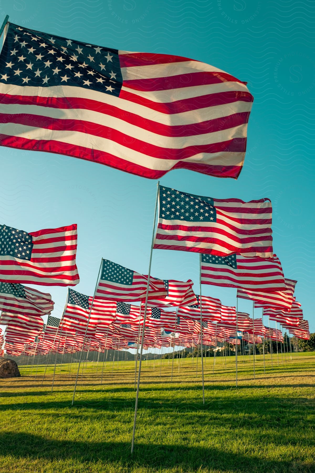 A field of us flagpoles in a grassy area under clear skies with flags blowing in the wind