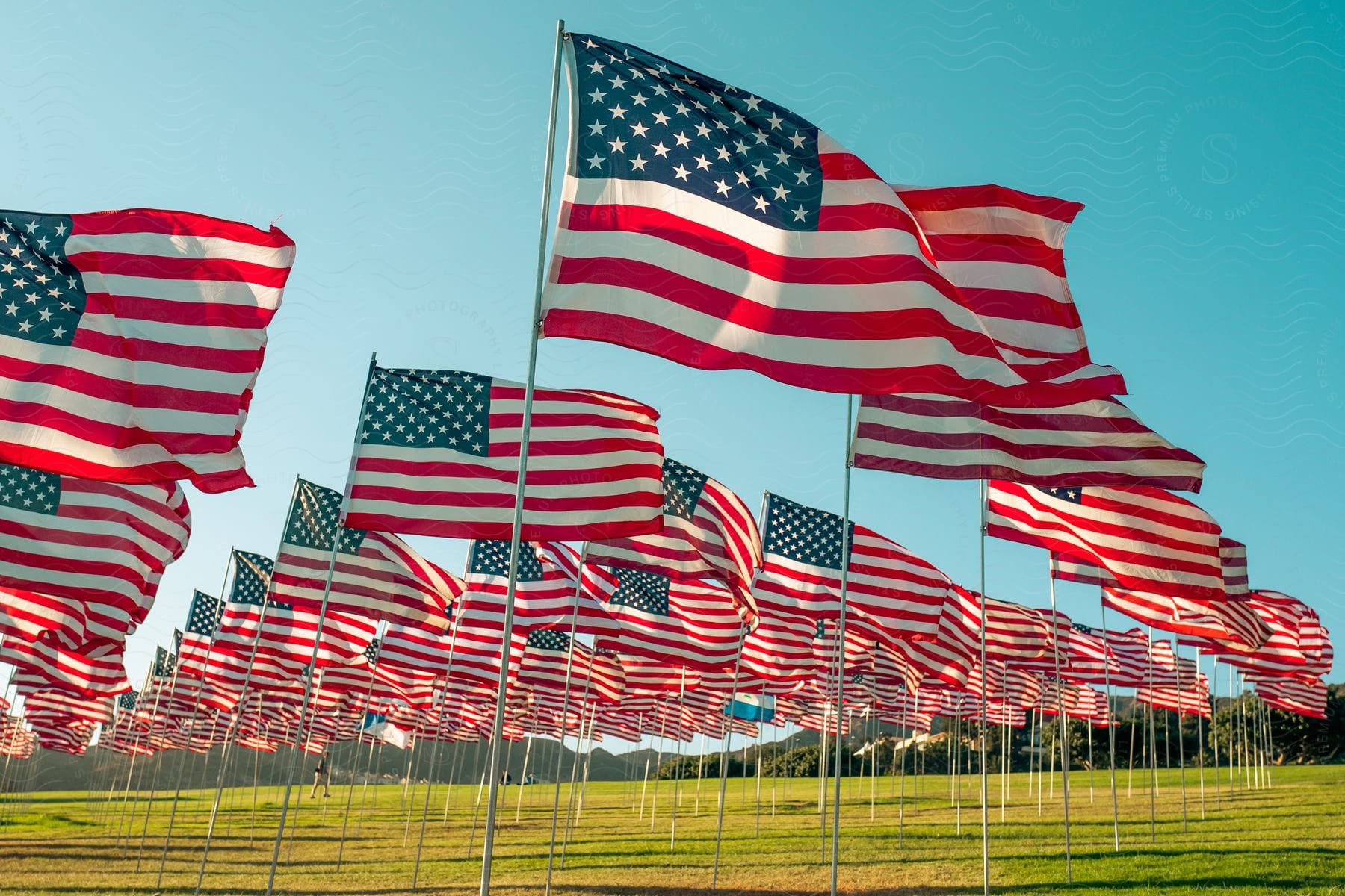 Dozens of american flags posted in a grassy field