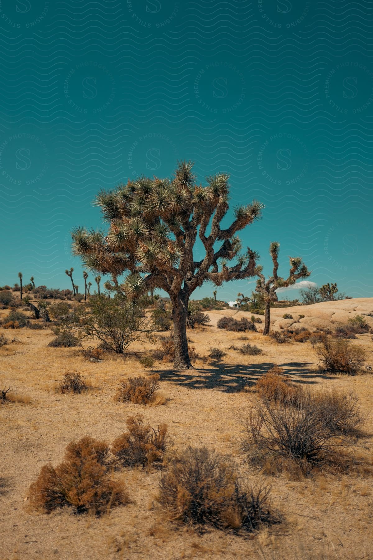 Plants in a desert landscape during midday