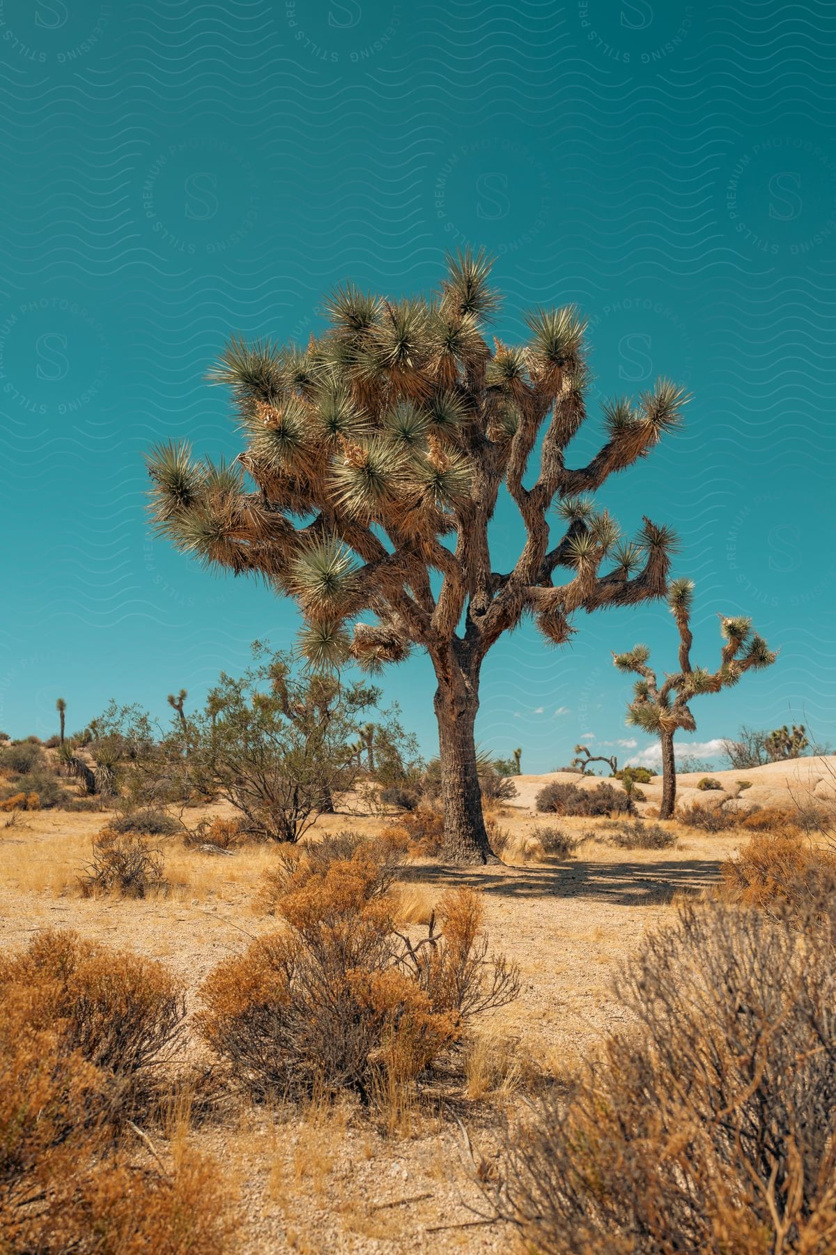 Stock photo of trees and brush growing in the desert