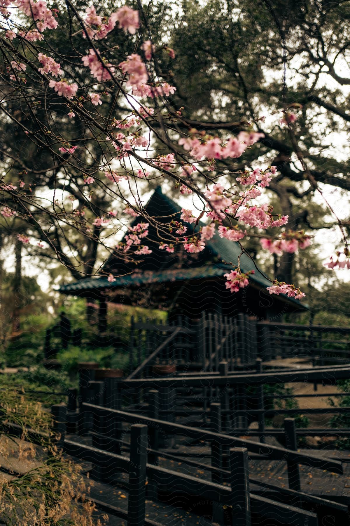 An eastern garden with cherry blossoms a wooden walkway fencing and a gazebo on an overcast day