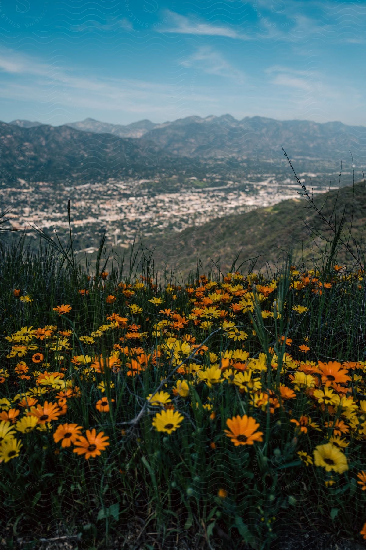 Vibrant wildflowers with majestic mountains in the backdrop