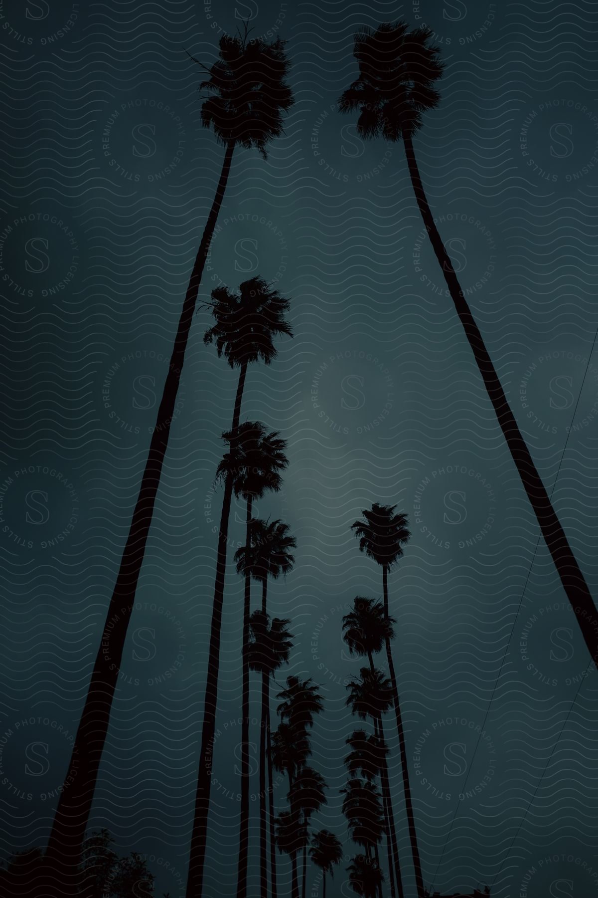 Palm trees towering overhead at night