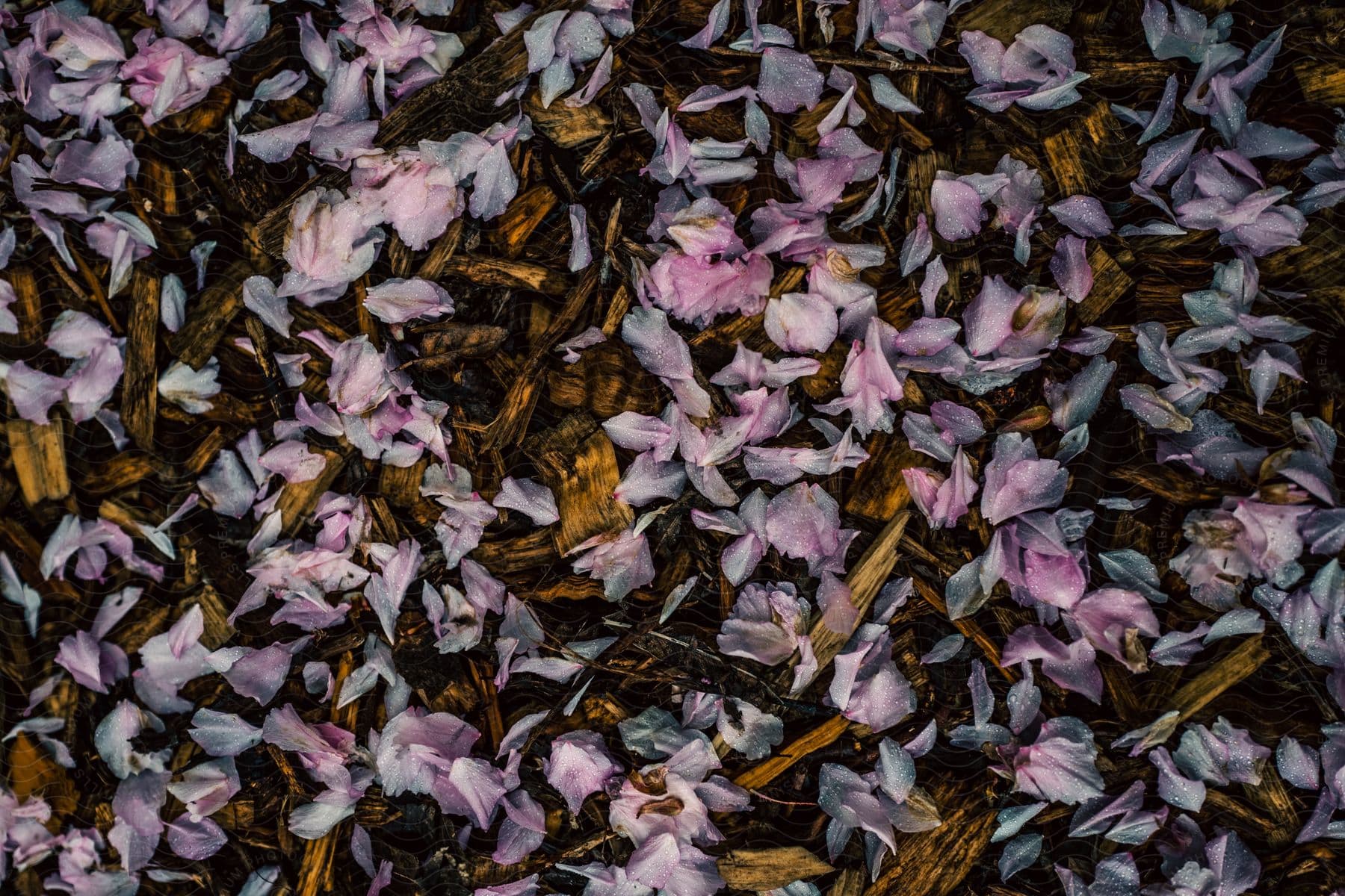 Flower petals fallen on wood chips in an outdoor setting during the day