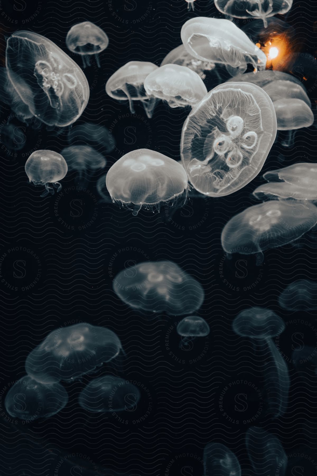 Jellyfish swimming in ocean water closeup