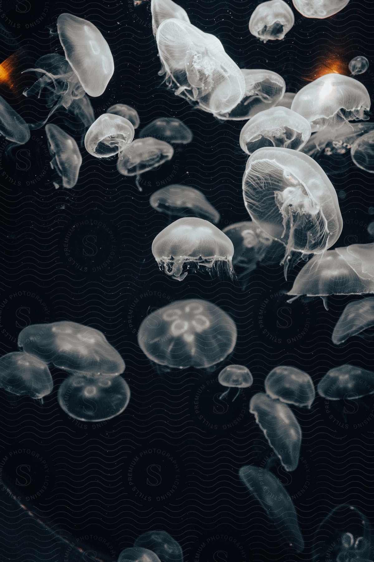 Translucent jellyfish swimming in dark ocean water