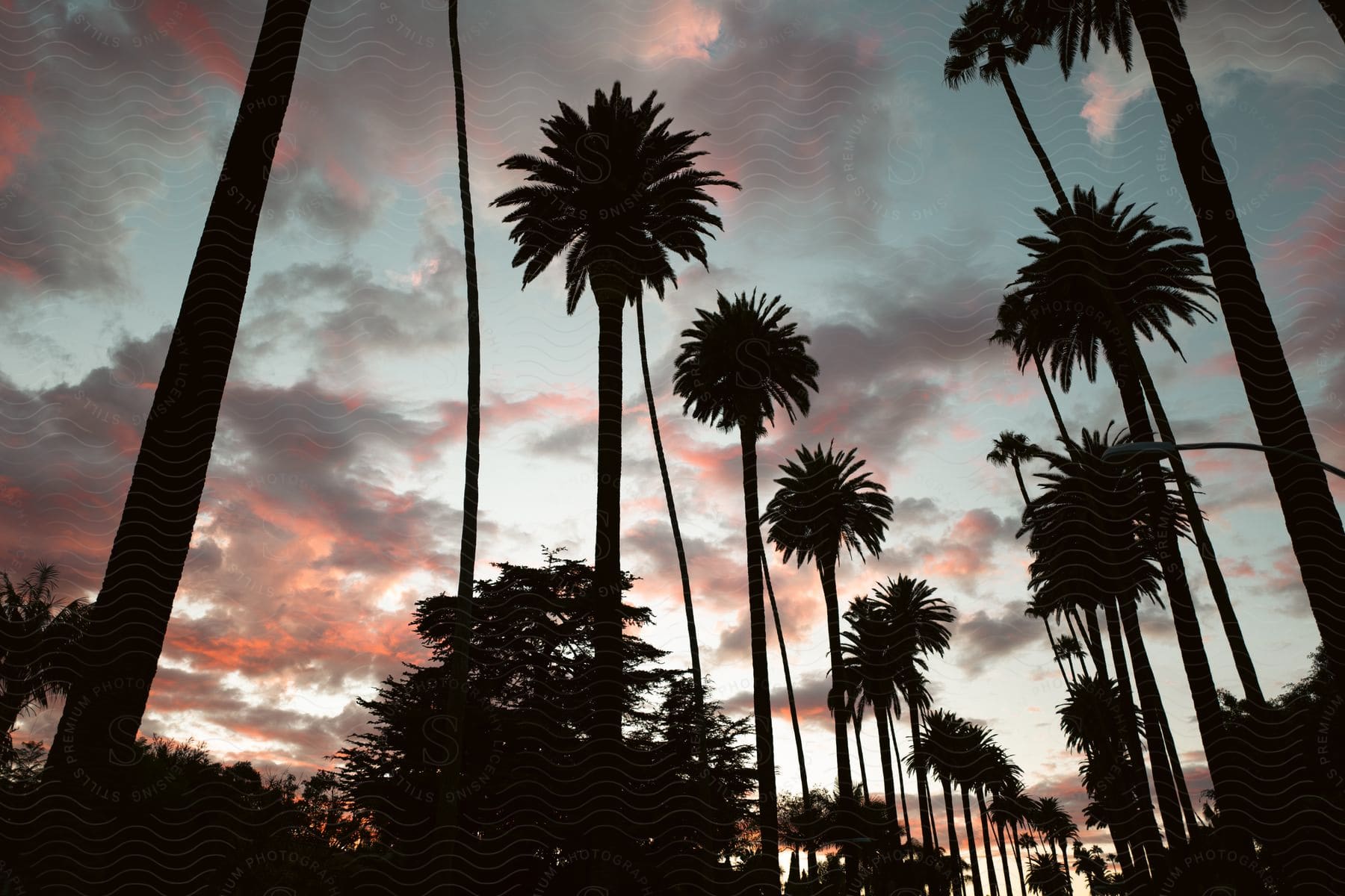 Tropical trees in the landscape during sunset