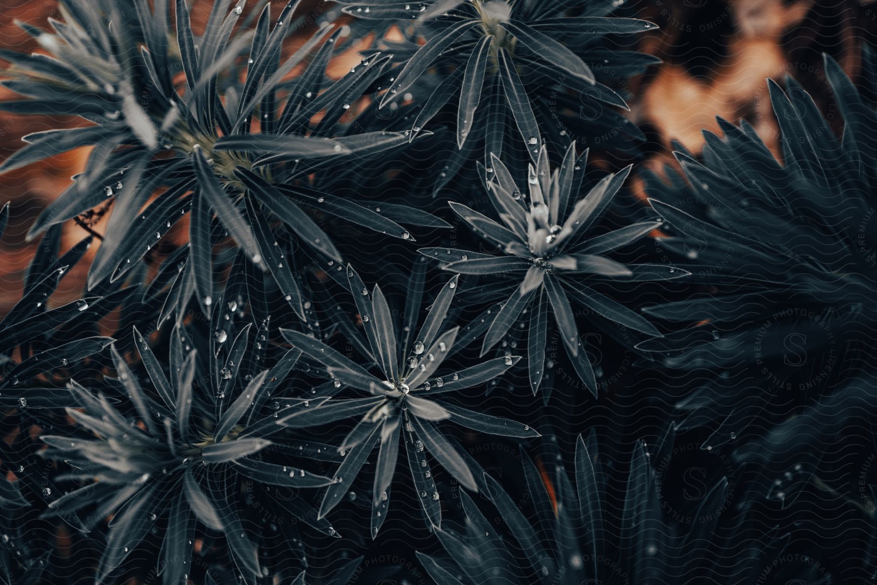 Stock photo of dew droplets on plants in closeup