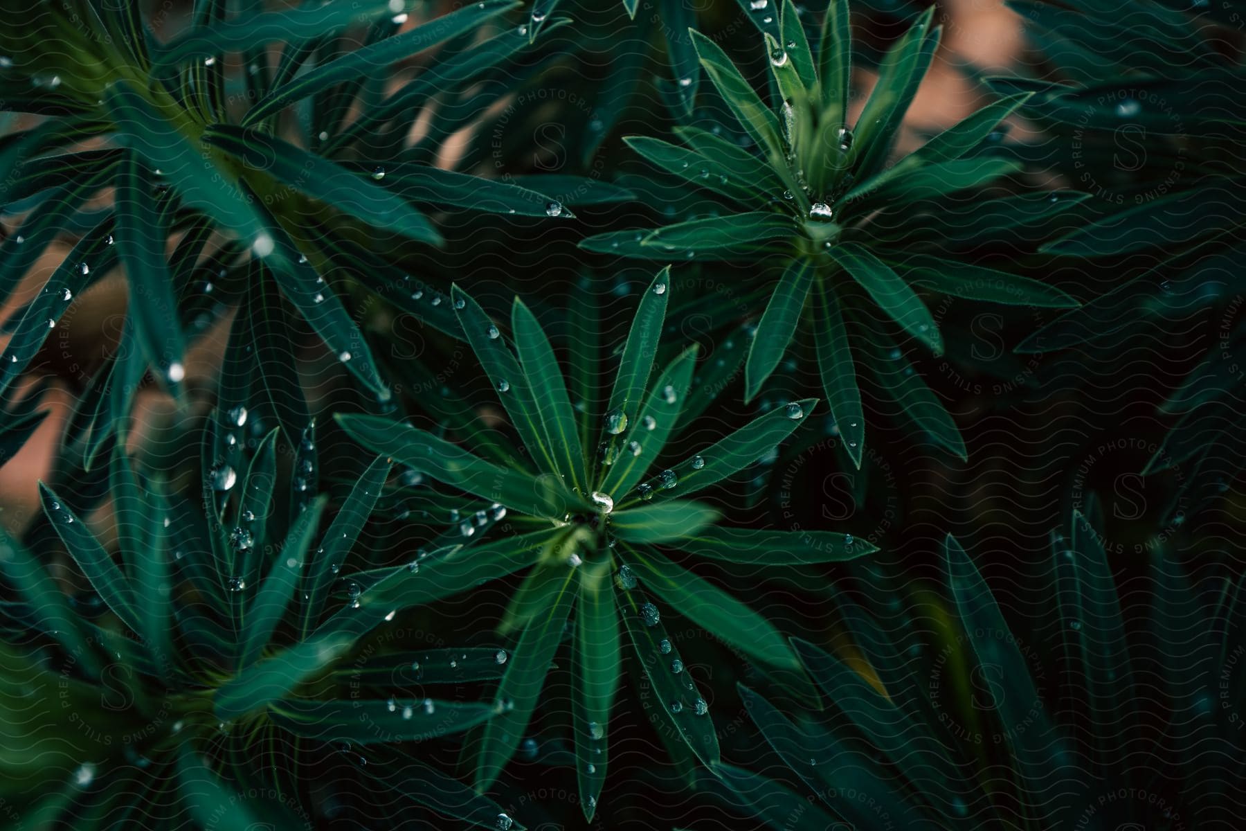 Stock photo of closeup of dew droplets on plants