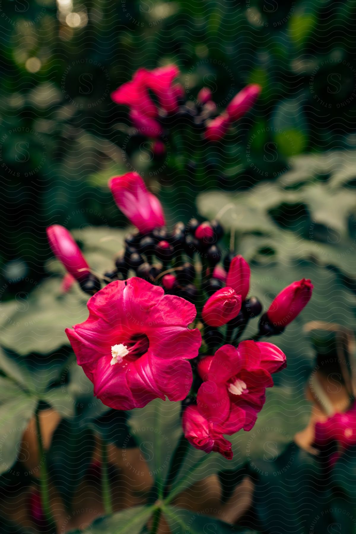 Lilac flower in bloom with plants still in bud