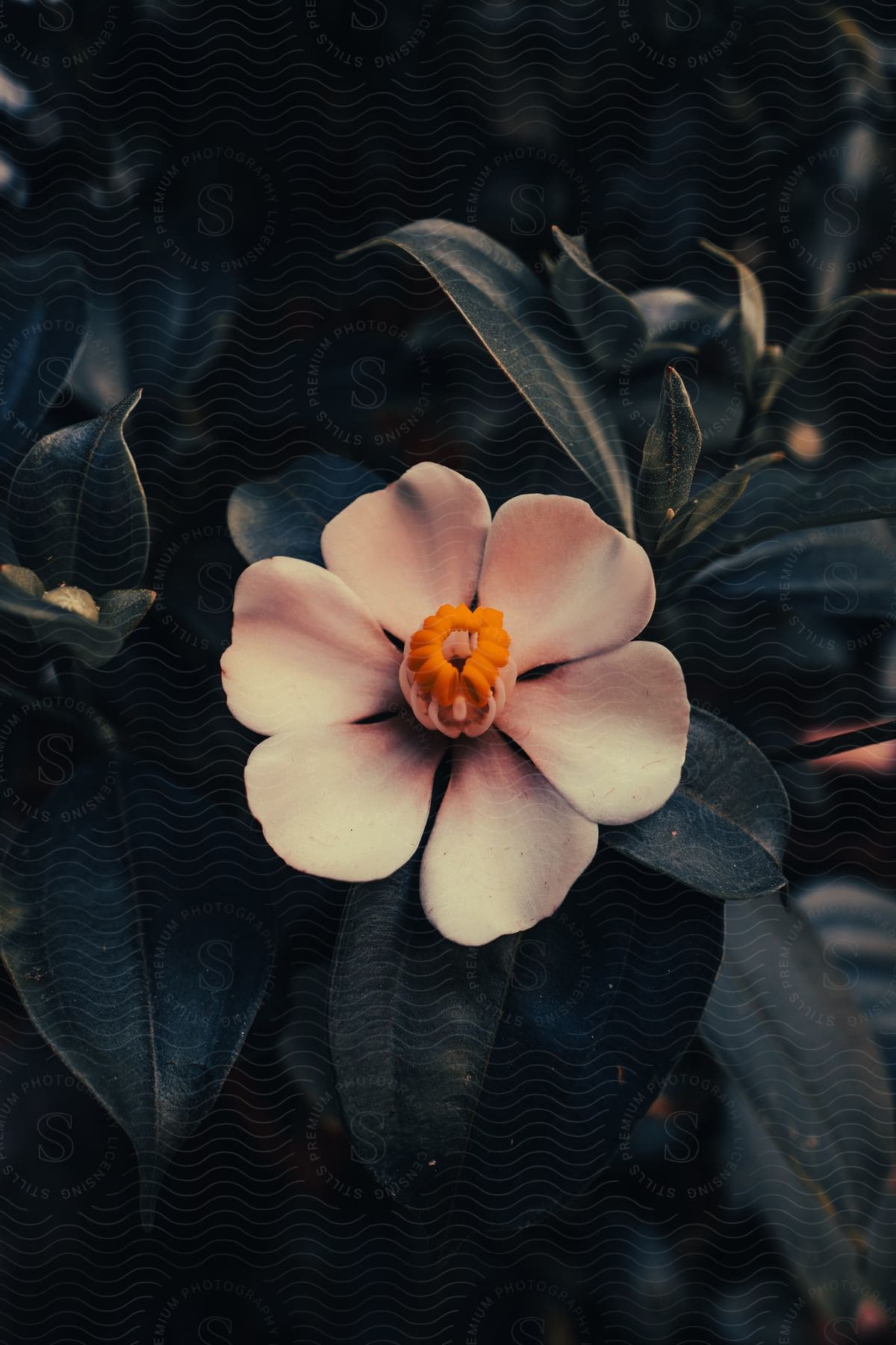 A close up of a flower with white petals