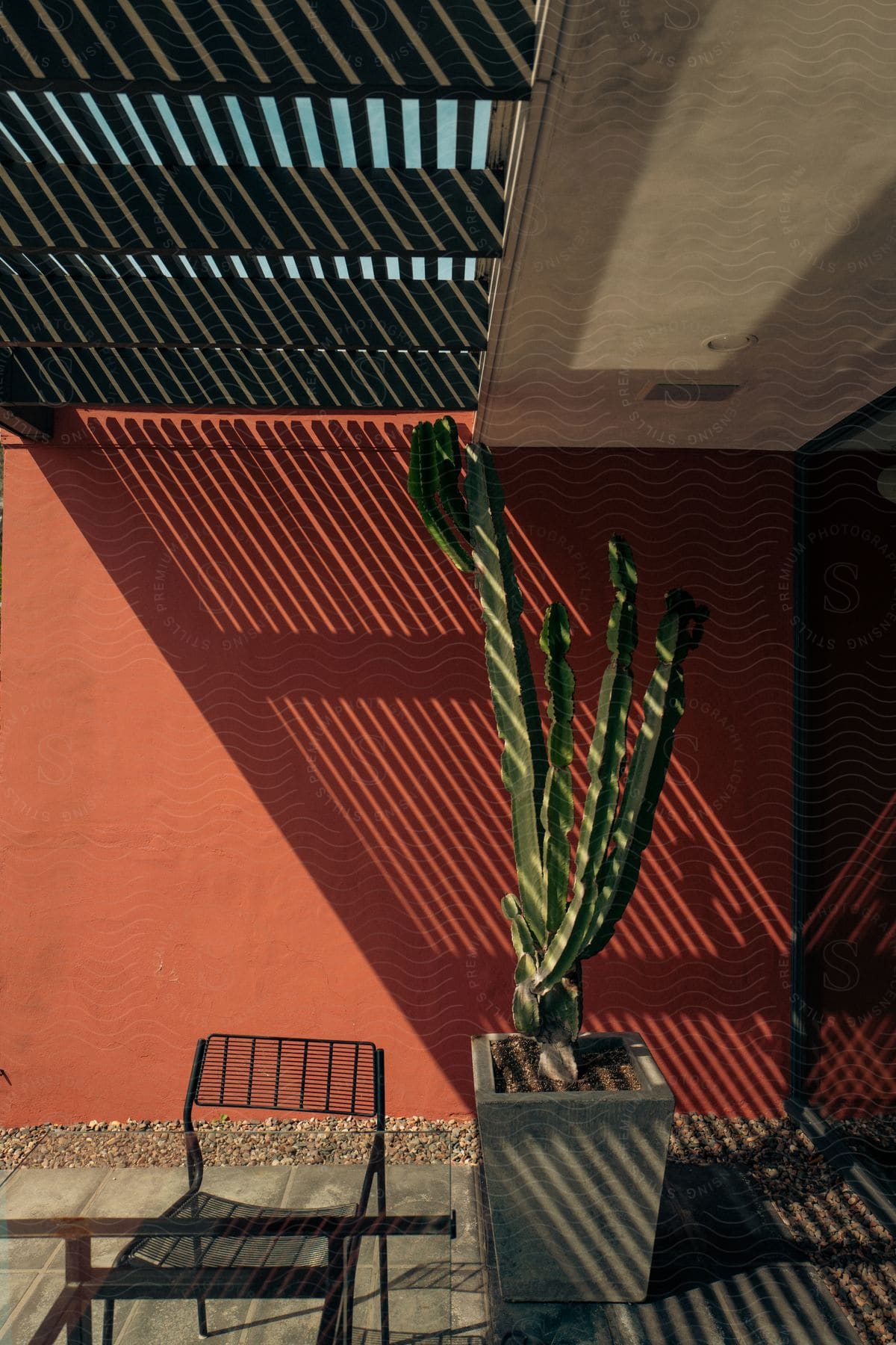 A large cactus in an interior yard of a modern house