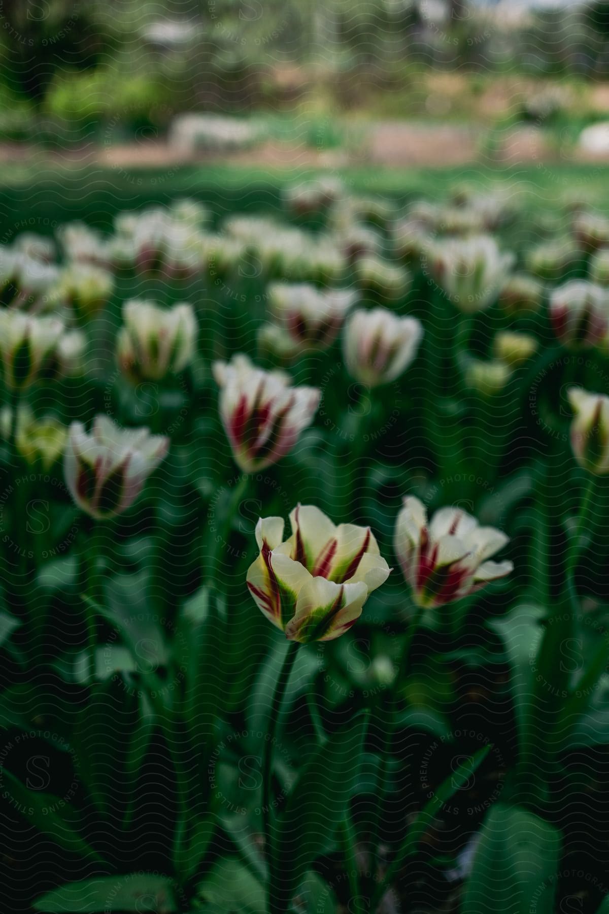 Many flowers are seen in a garden