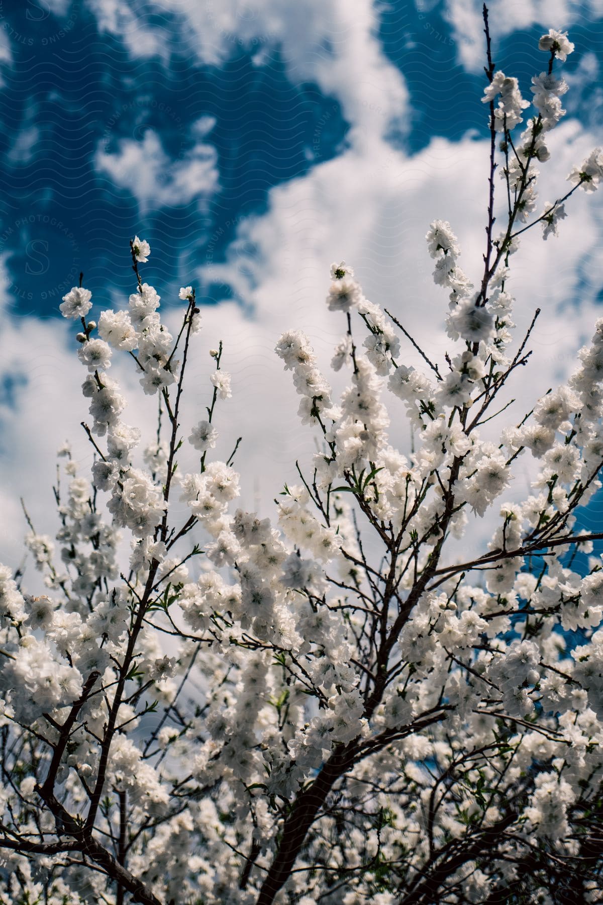 Stock photo of flower blossoms on a tree during a cloudy day