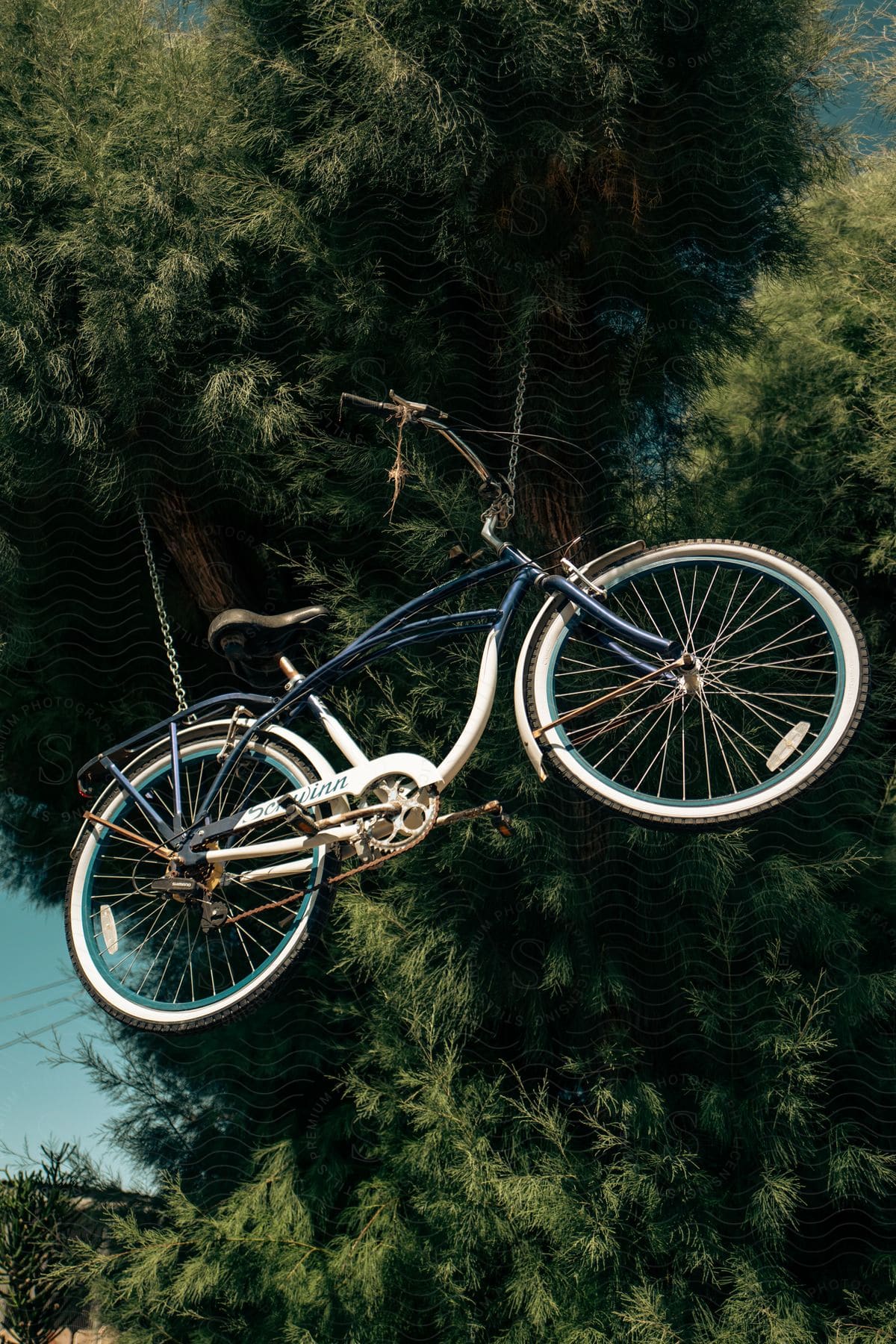 Older looking bicycle hanging from a tree