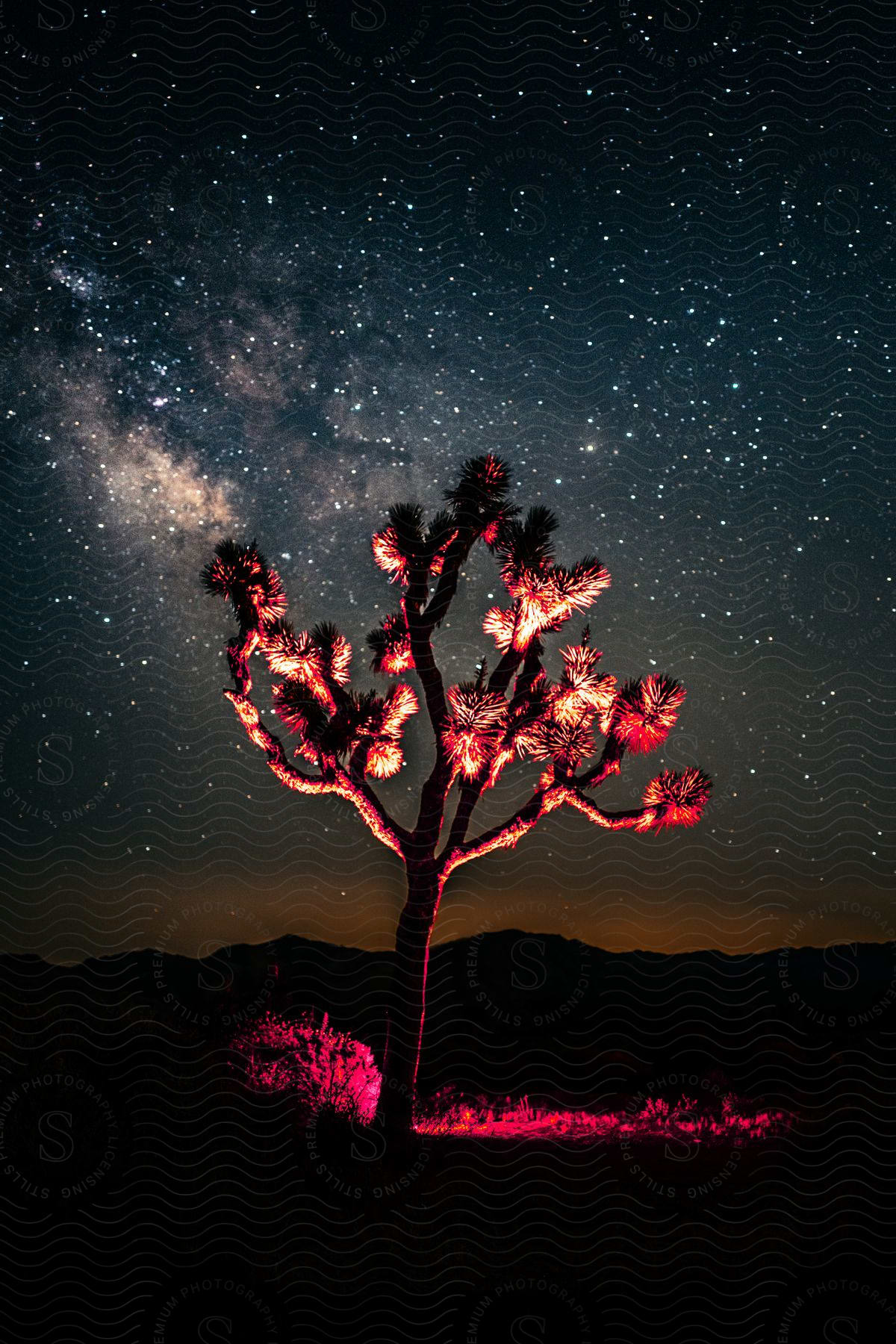 A joshua tree is highlighted at night under a starry sky with large mountains in the background