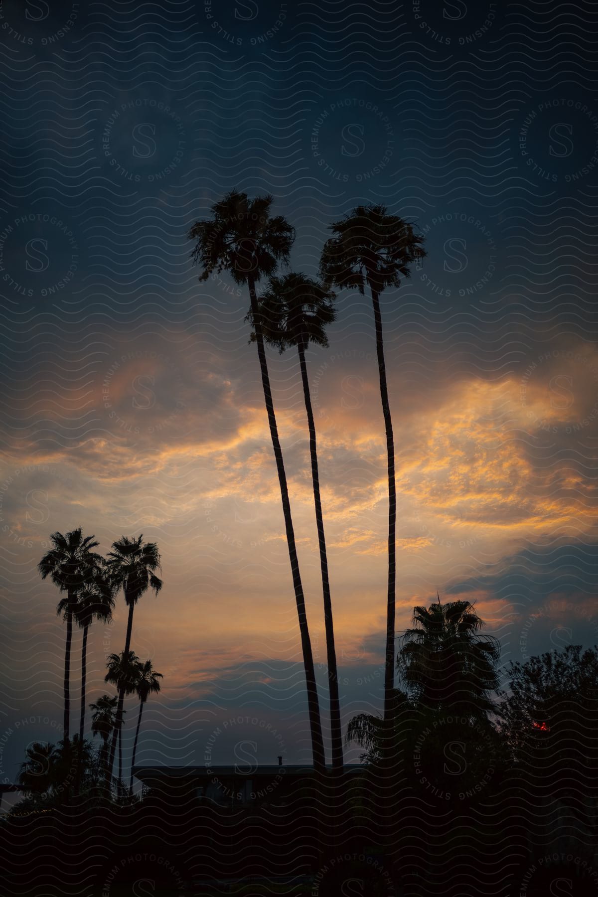 Palm trees surround a house at sunset