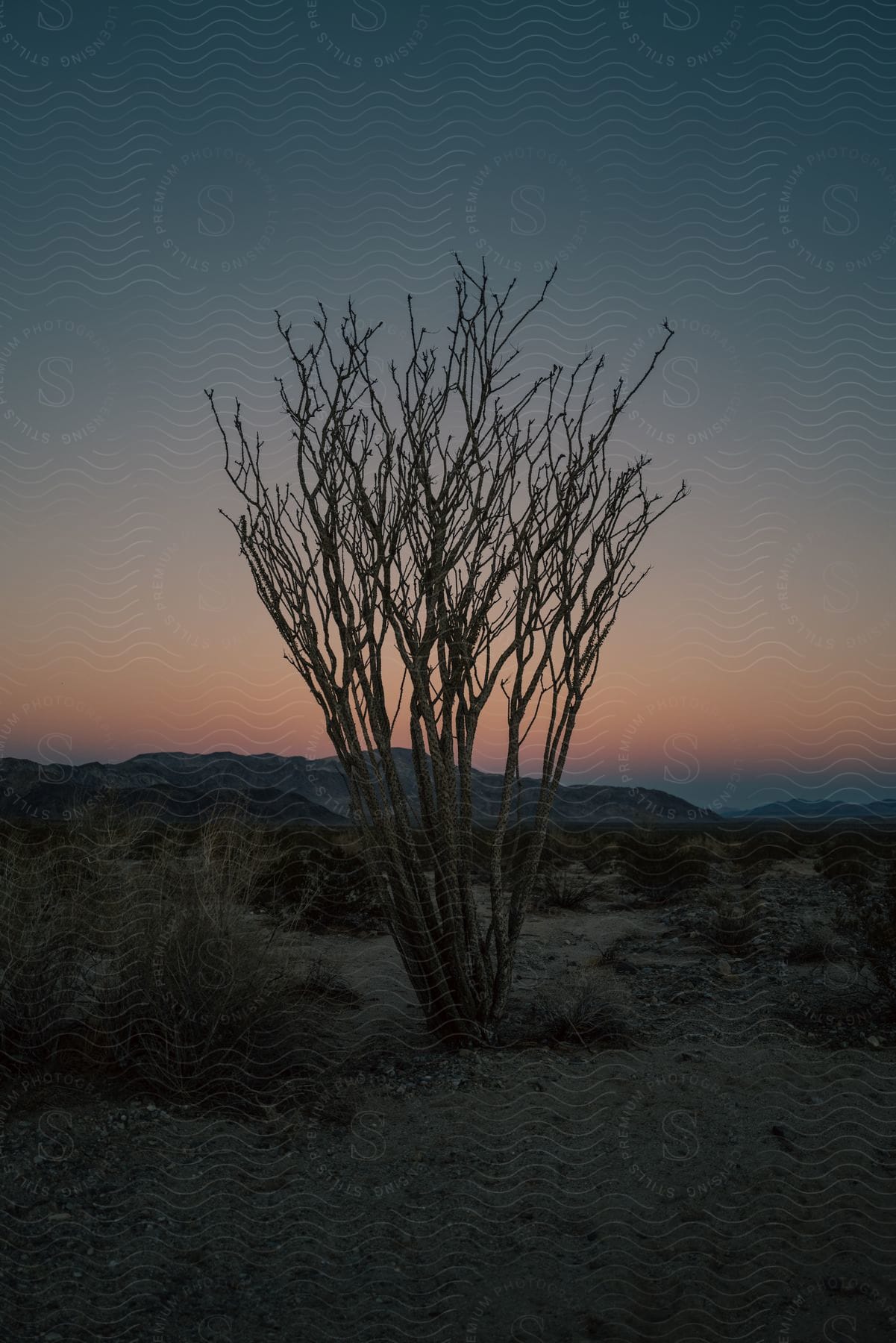 A dead tree stands in a grassland at dusk