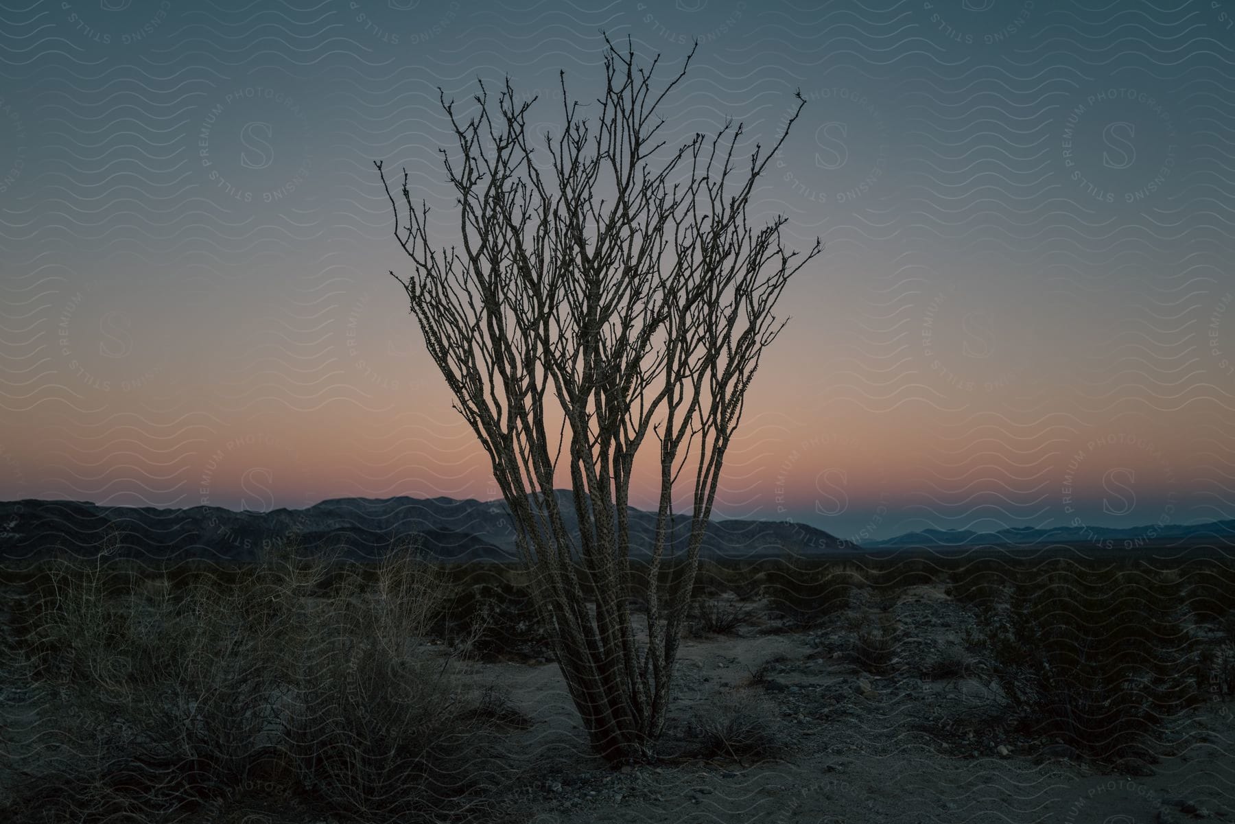 A serene natural landscape at dusk with trees grass and branches