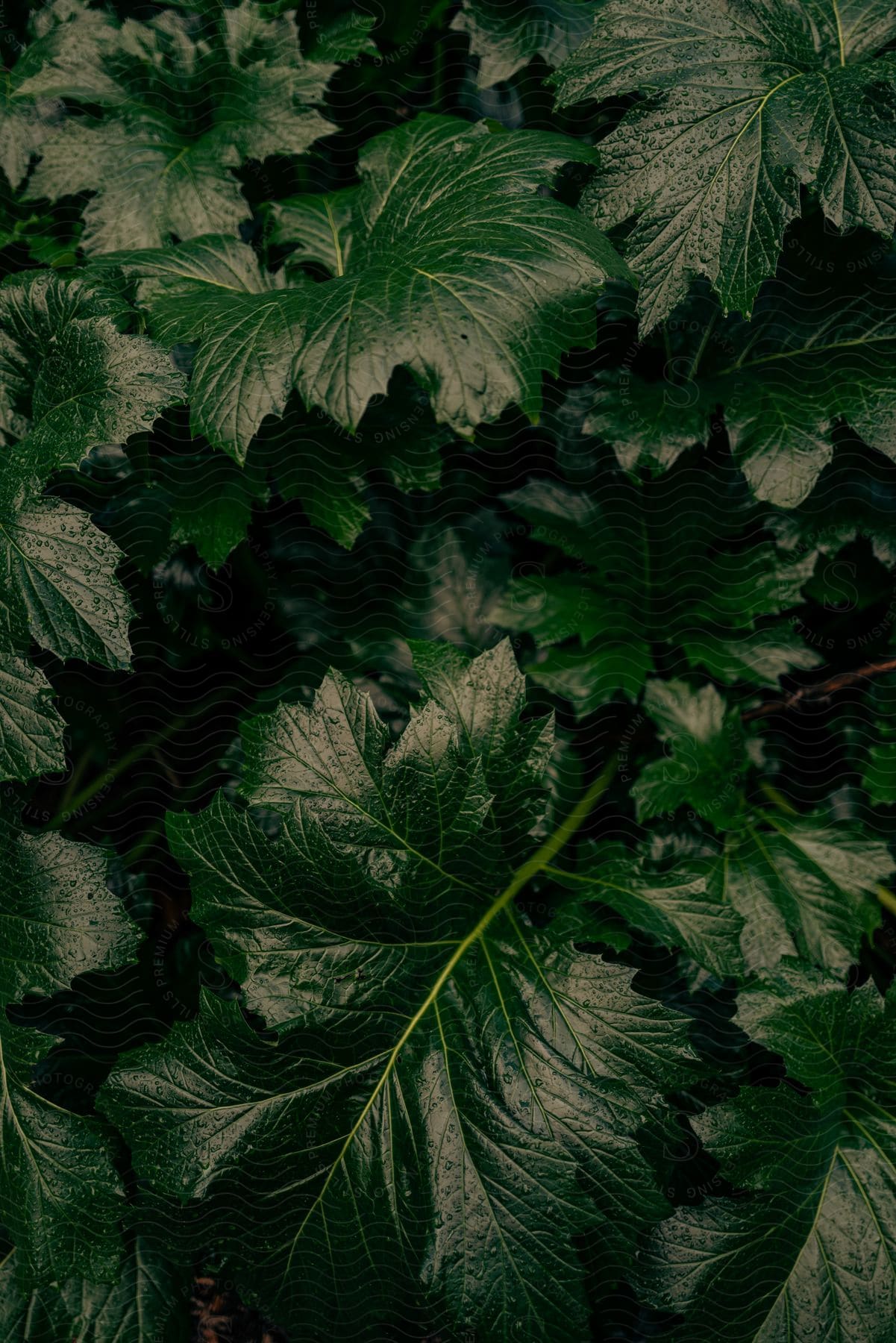 Very large and lush green leaves sprinkled with rain in an outdoor setting