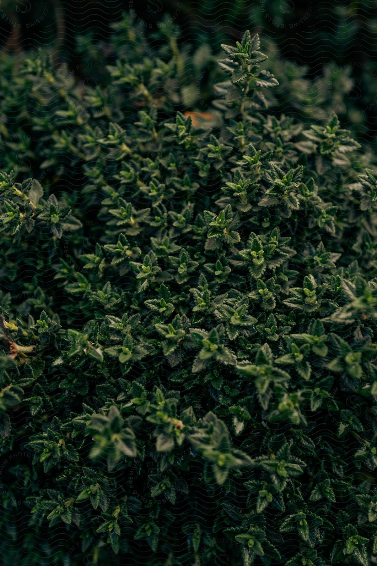 Close up of thymus citriodorus a plant with green leaves