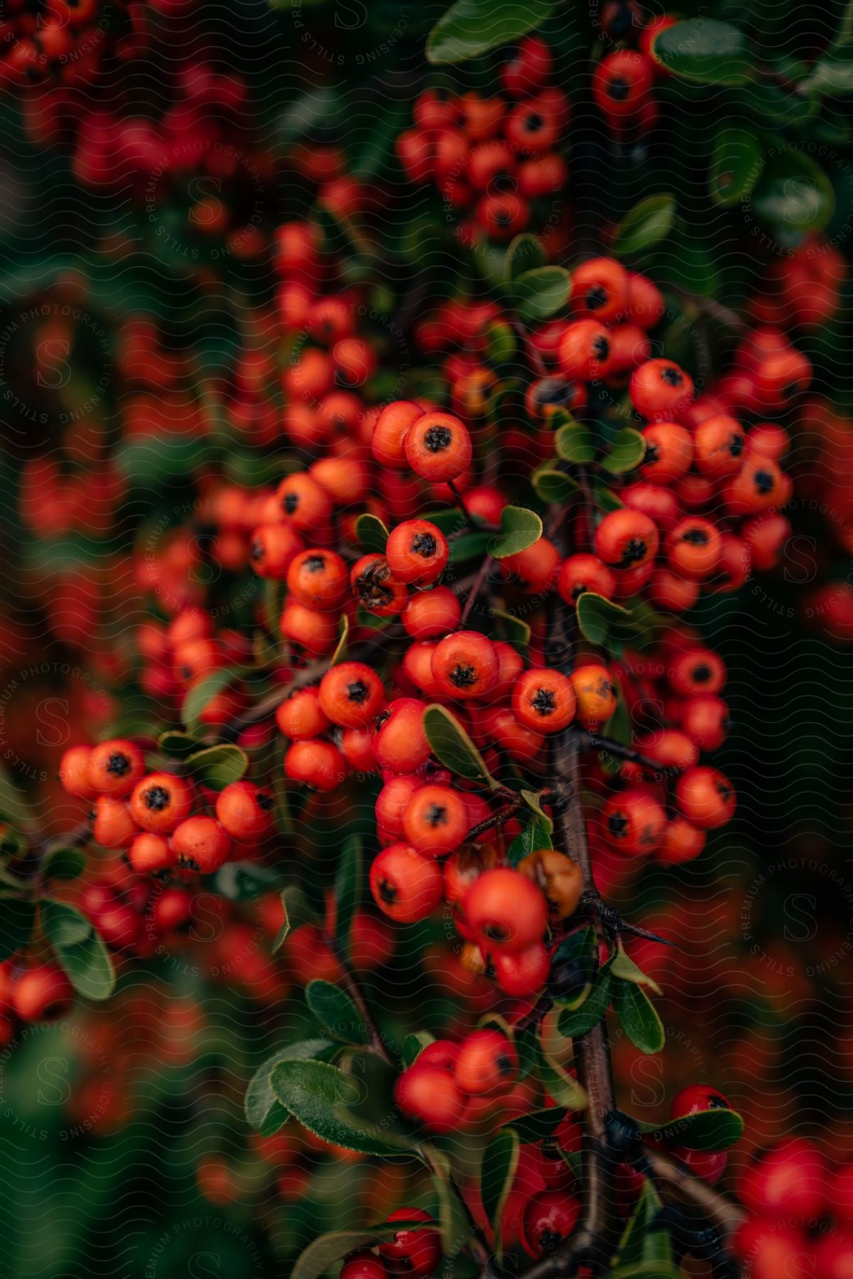 A tree with berries