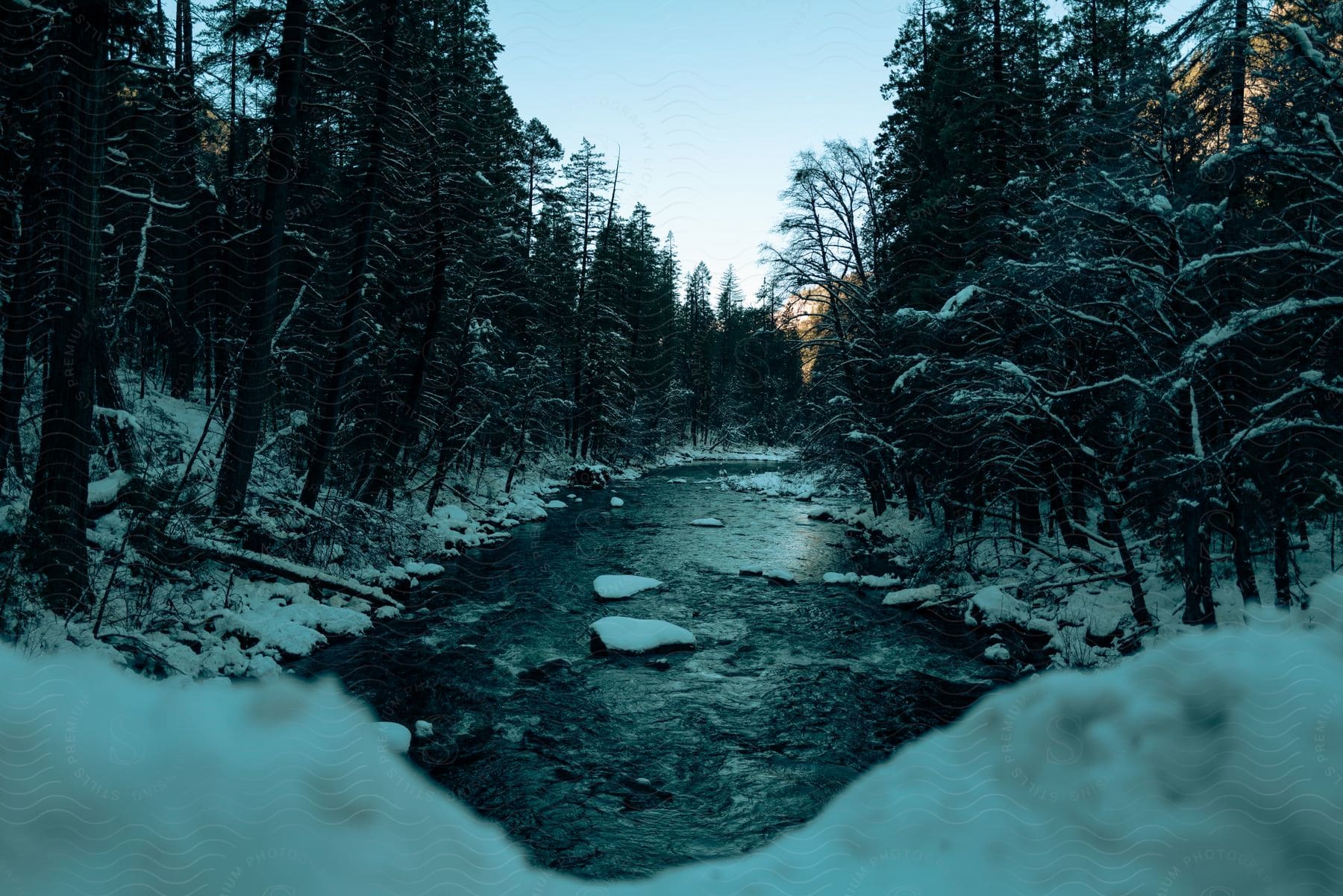 A creek running between pine trees with a snowcovered ground and the sun setting