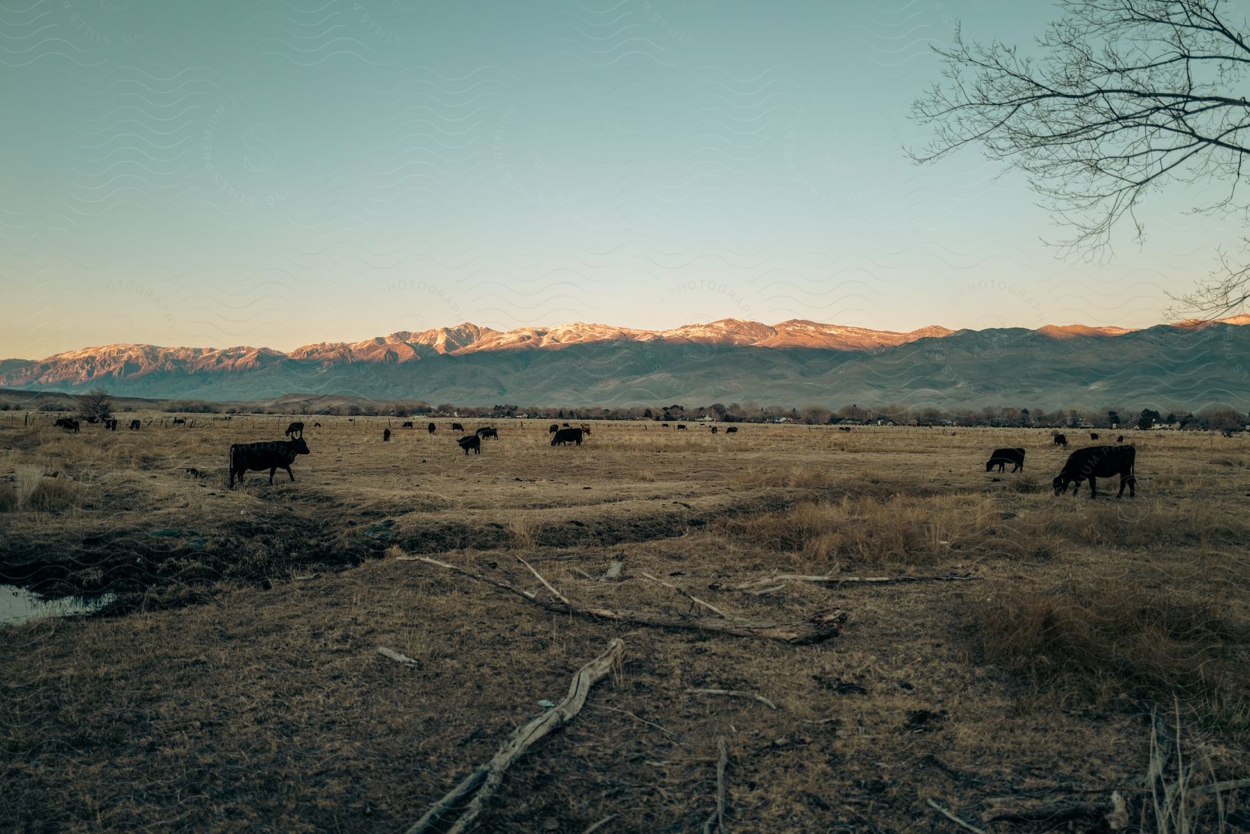 Cattle grazing in a pasture with mountains in the distance