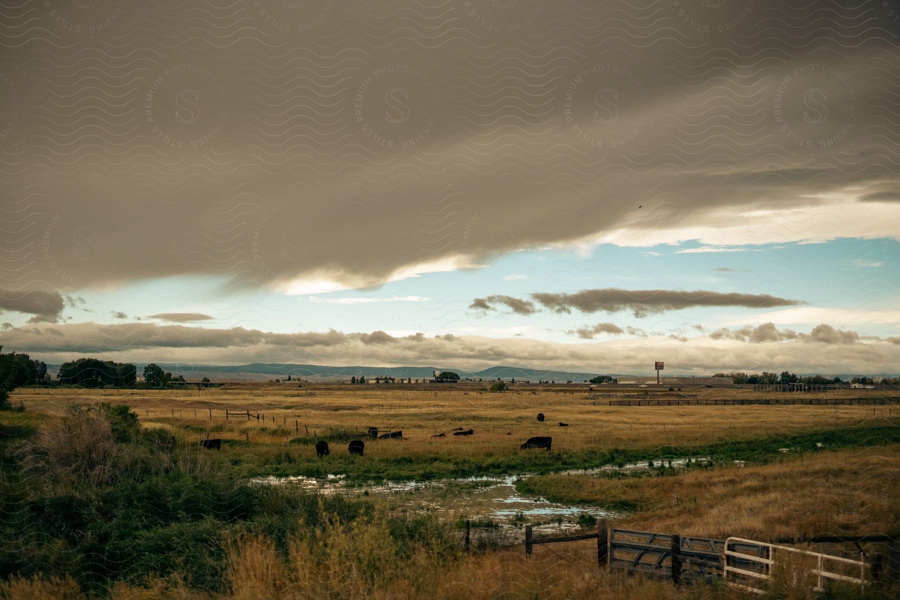 Open field with grazing animals and mountains on the horizon