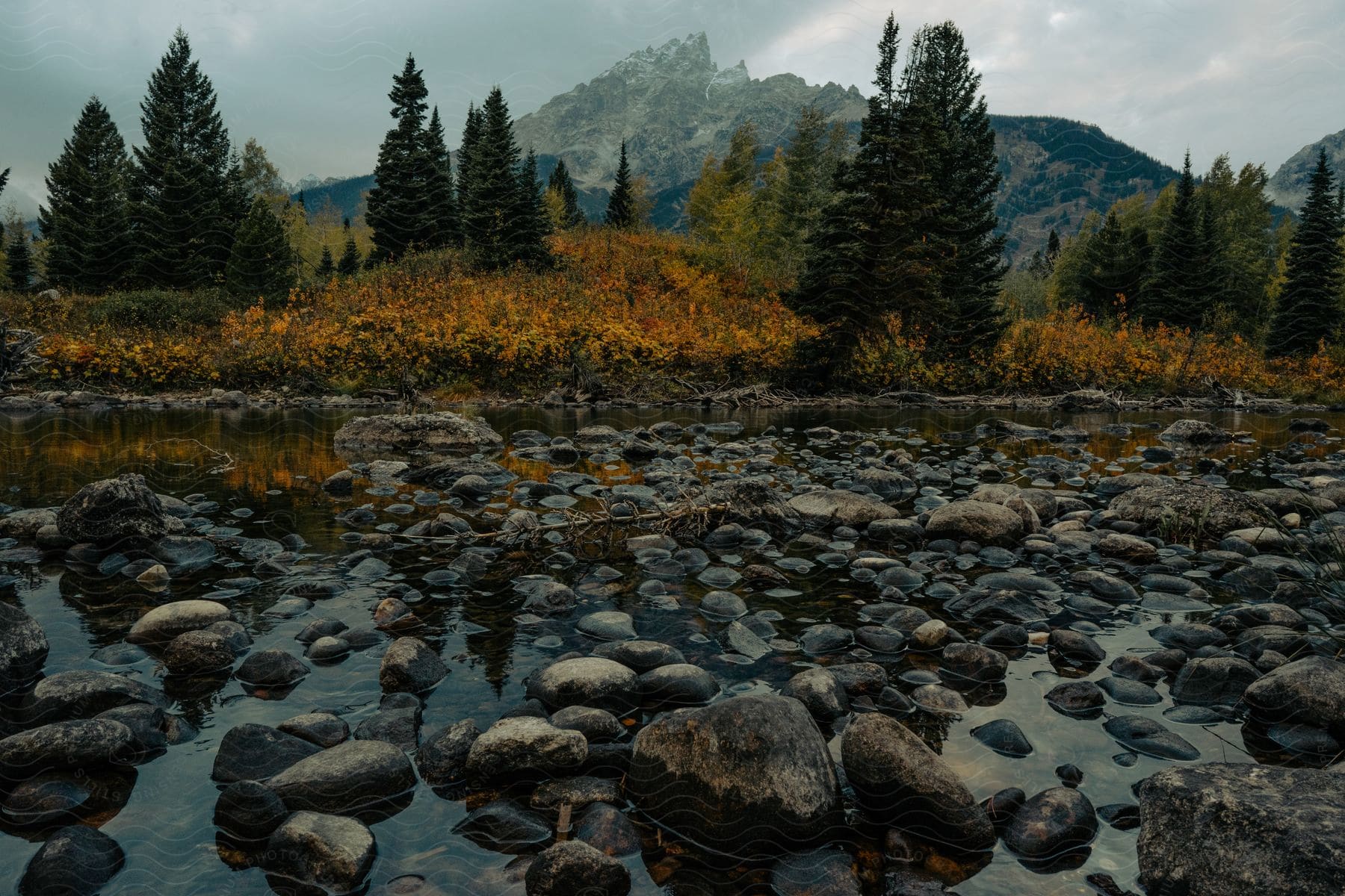 Rocks on a shallow river near pine trees in the mountains