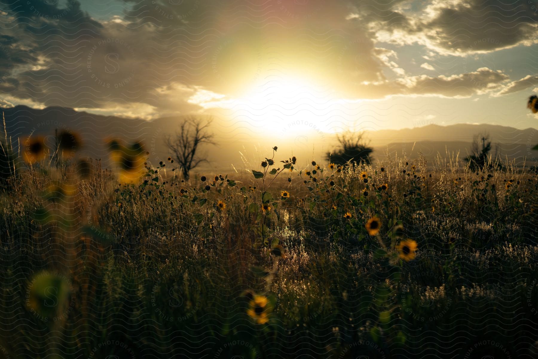 Wild flowers on a field next to the mountains at sunset