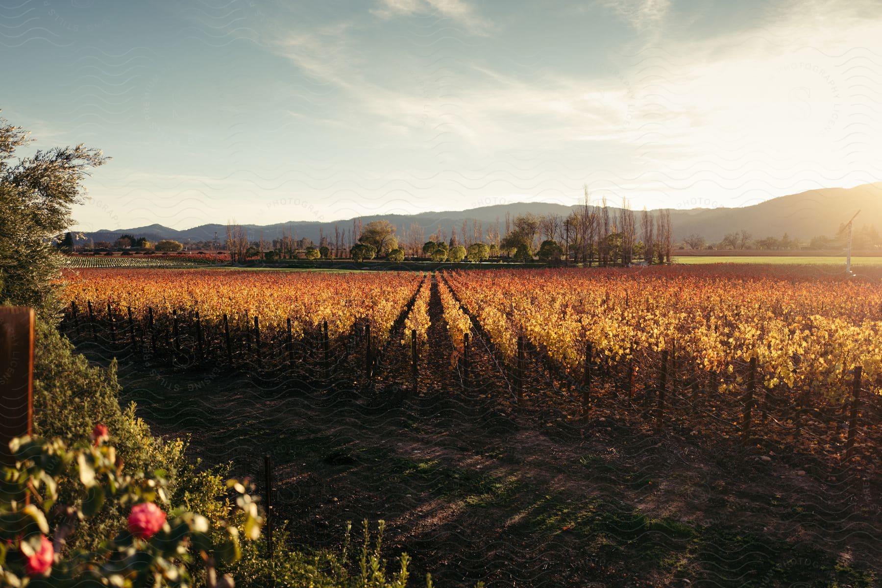 A sunsetting evening in a field of vines