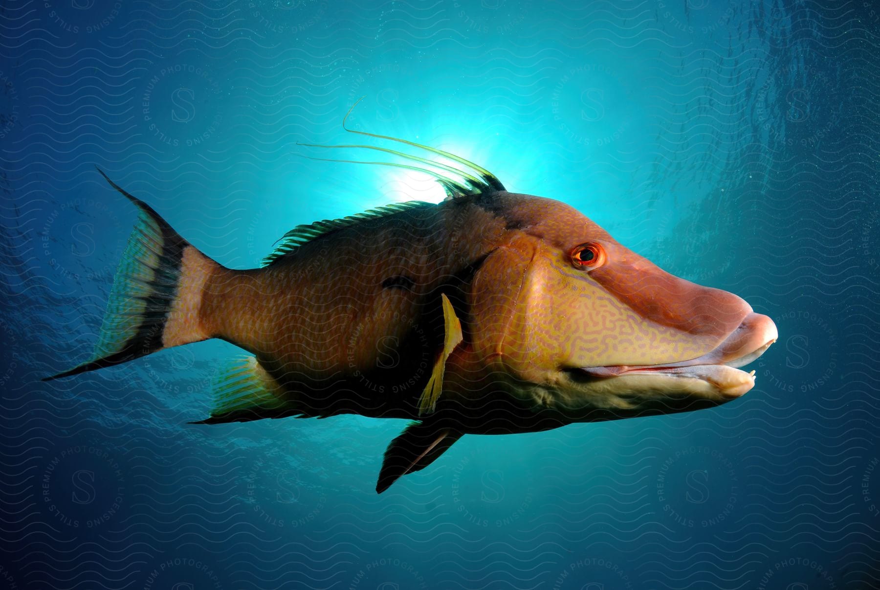 A hogfish swimming in the water