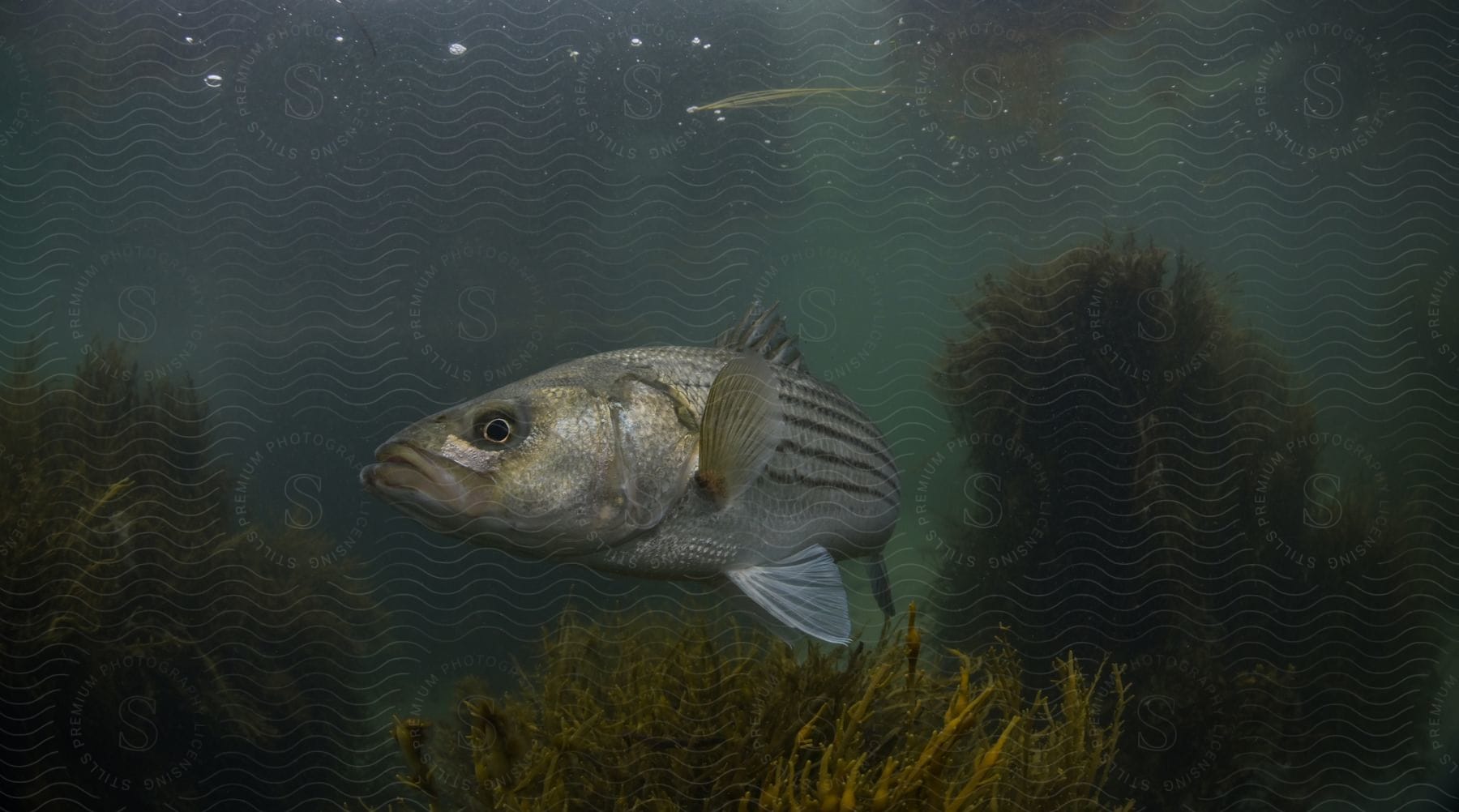 A large fish swimming in a murky body of water