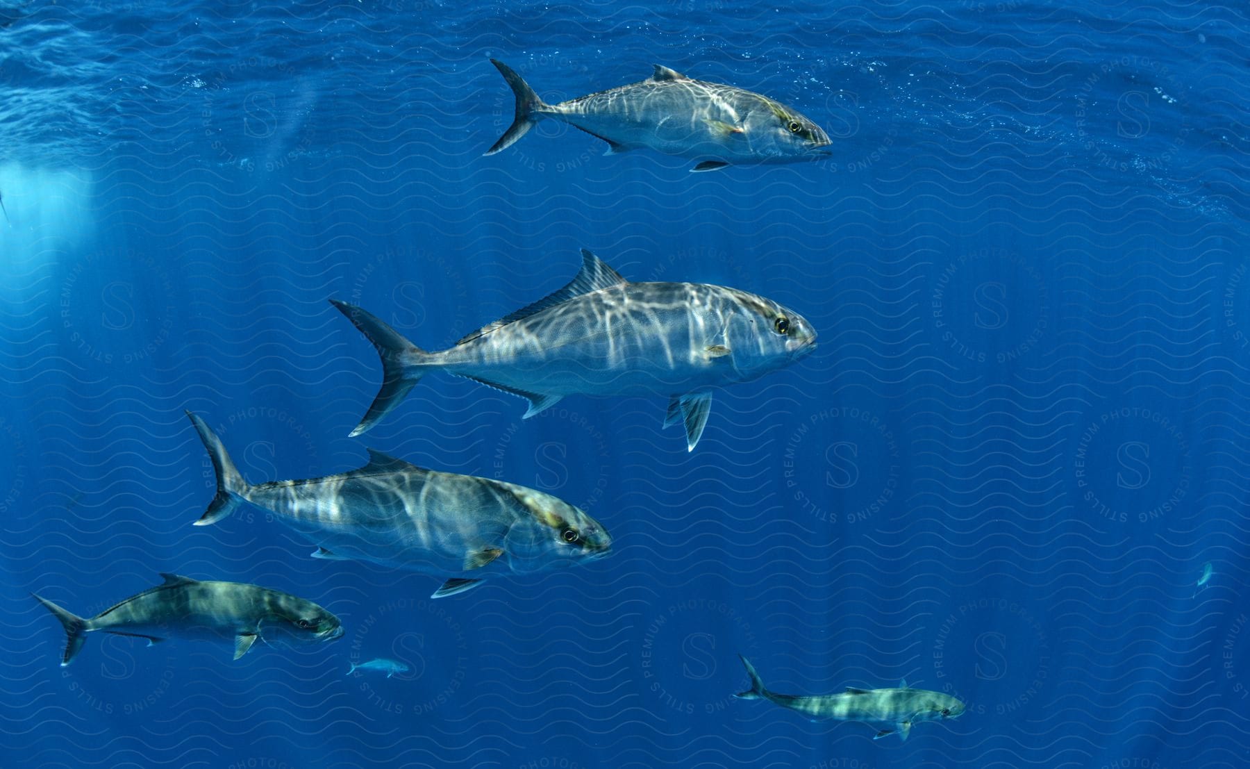 Fish swimming in the ocean with shimmering light