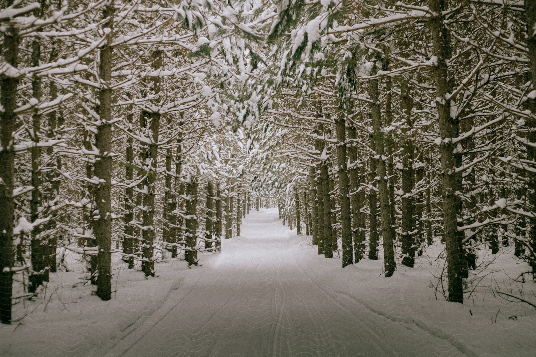 A snowcovered road runs through the woods in north woods wisconsin