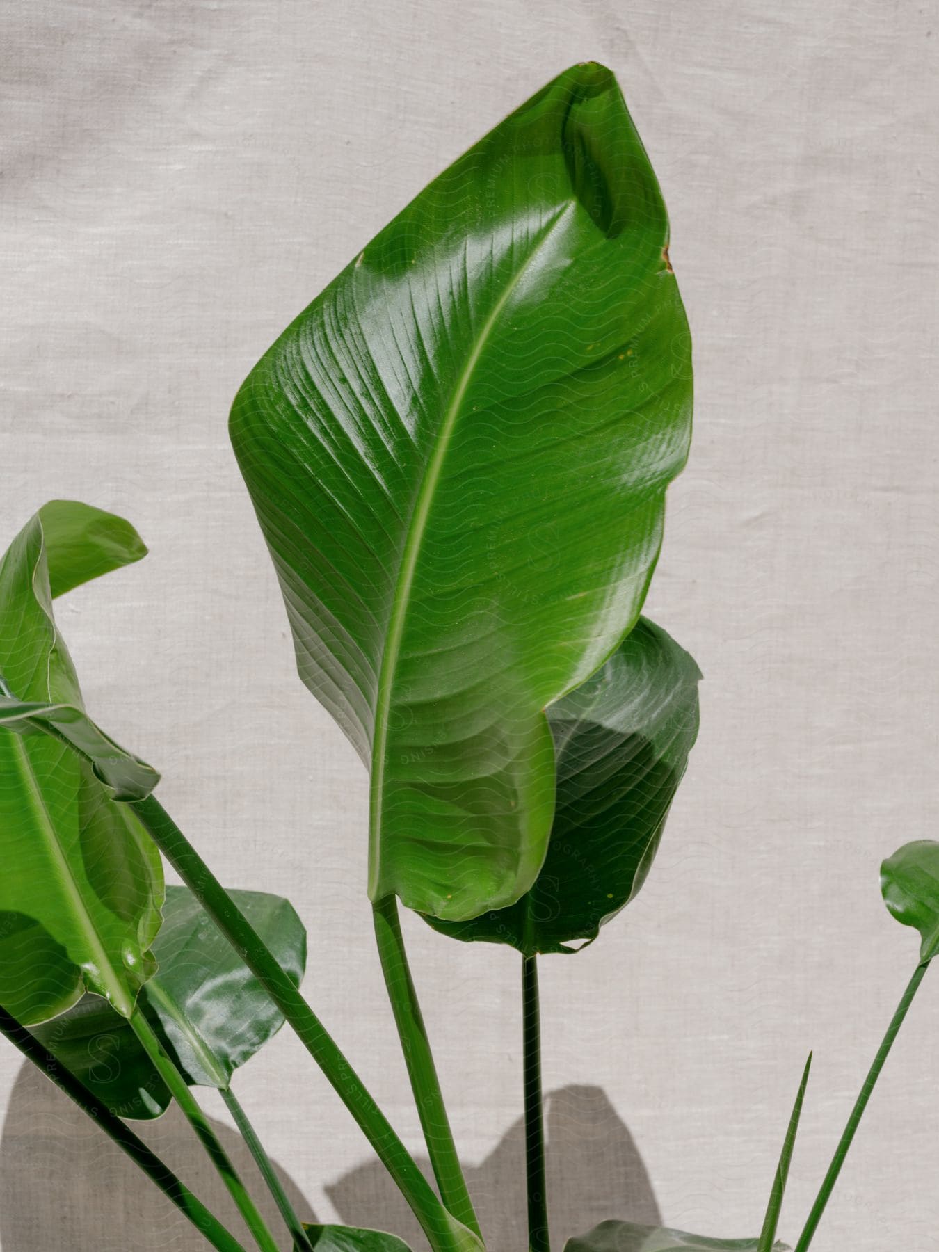 Large leaves from a plant cast shadows on a white background