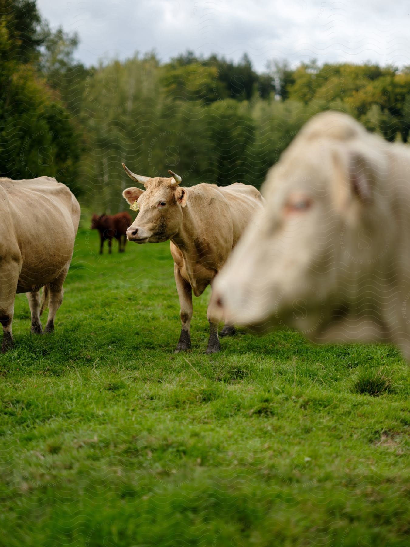 Oxens and bullocks grazing in a green meadow