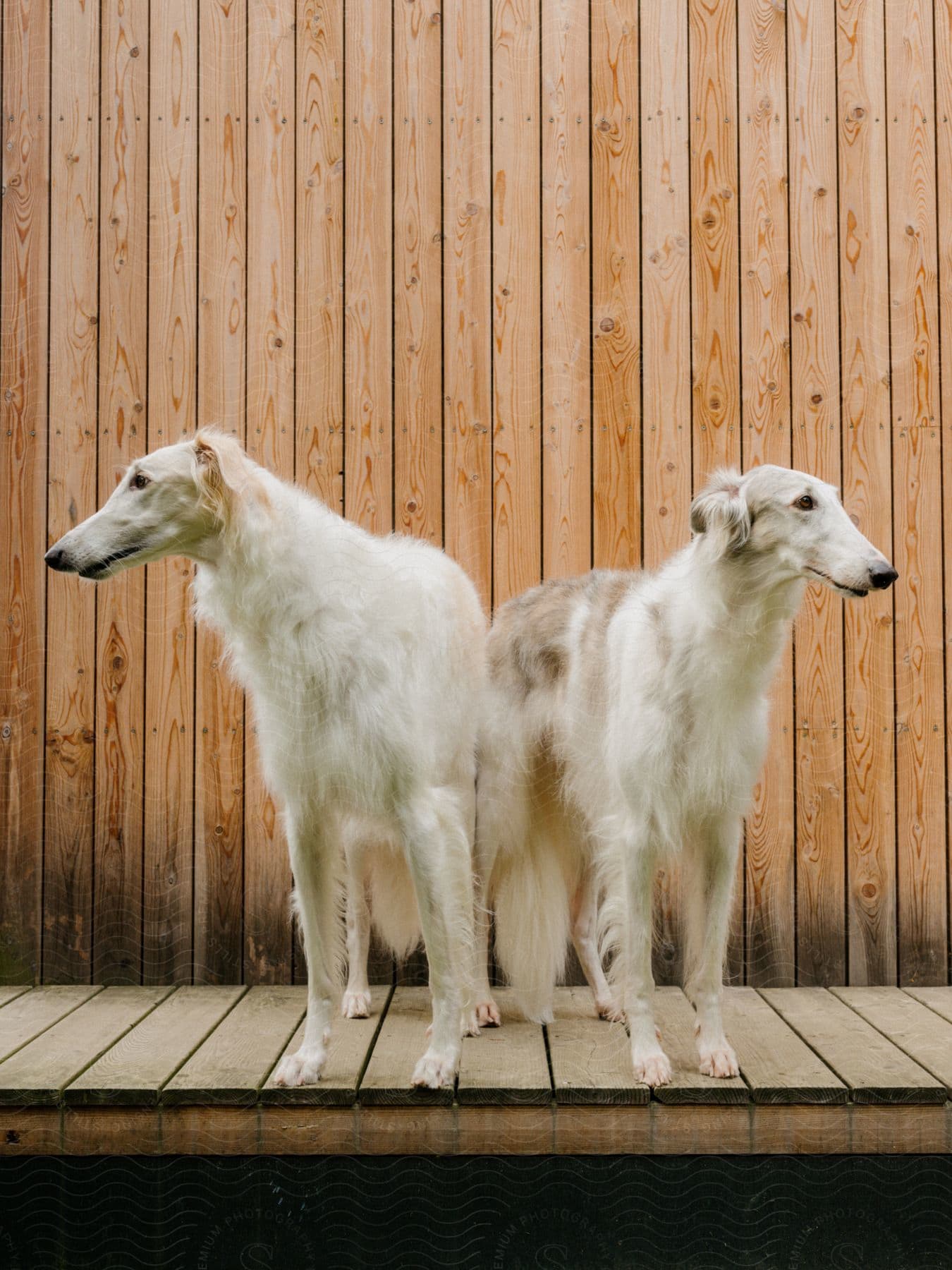 Two white dogs on a wooden deck in front of a wood fence