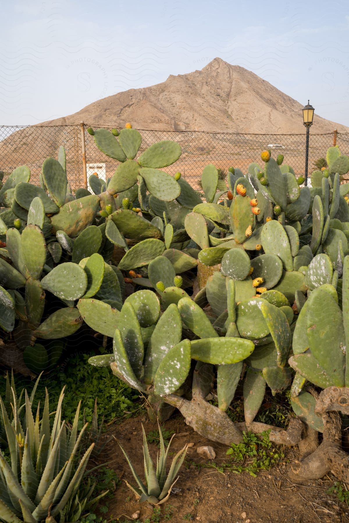 A cactus against a clear sky