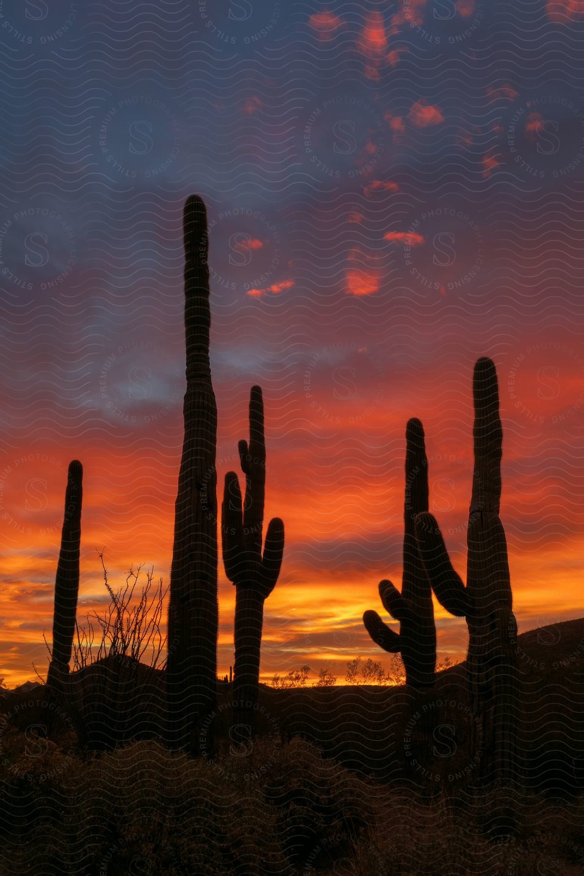 Carnegiea cactus plants silhouetted against the sunset sky near spur cross on the jewel of the creek trail