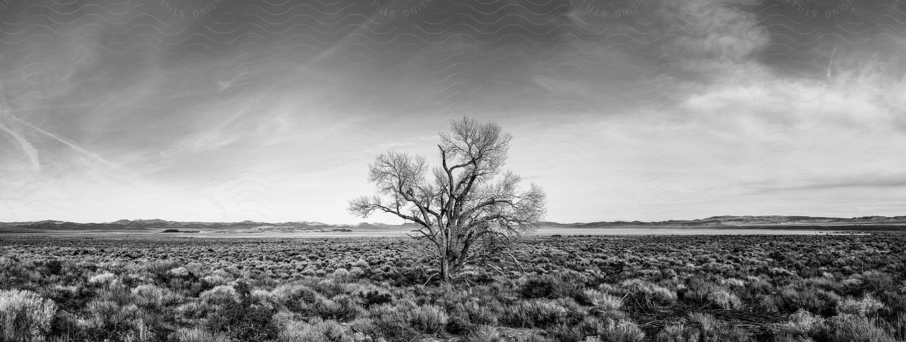 Stock photo of a lone tree stands tall against a backdrop of mono lake