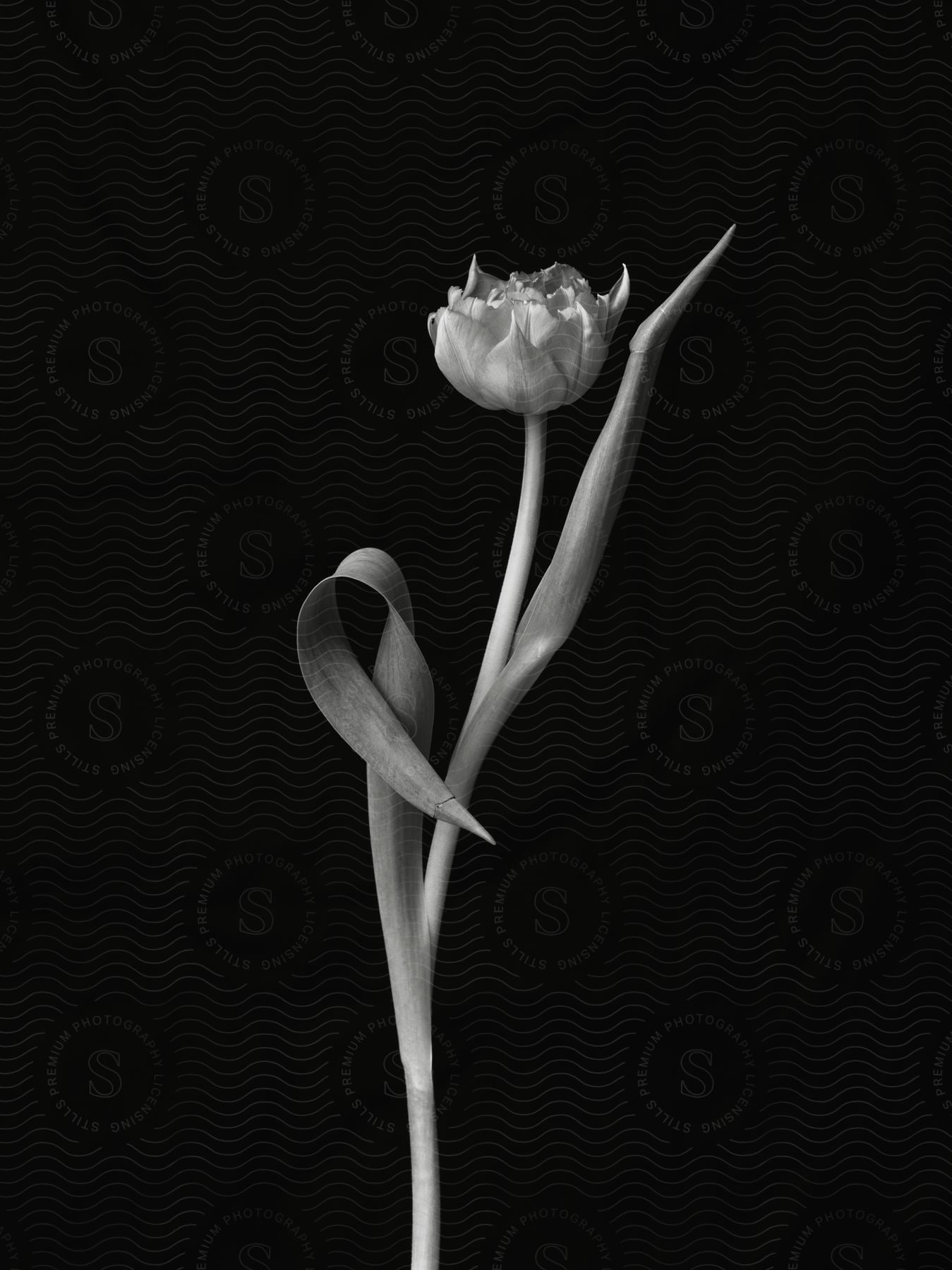 A black and white photo of a single flower on a black background