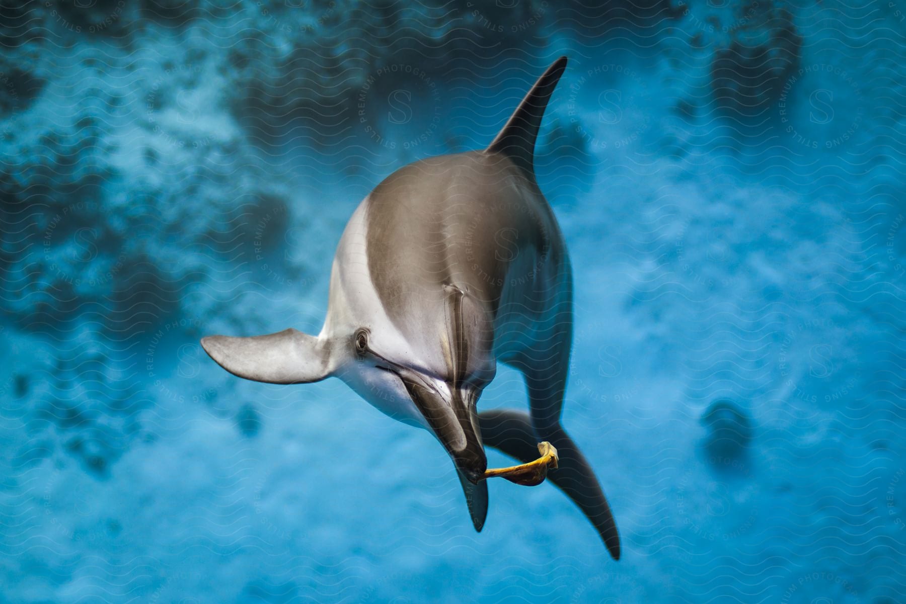 A dolphin swimming underwater