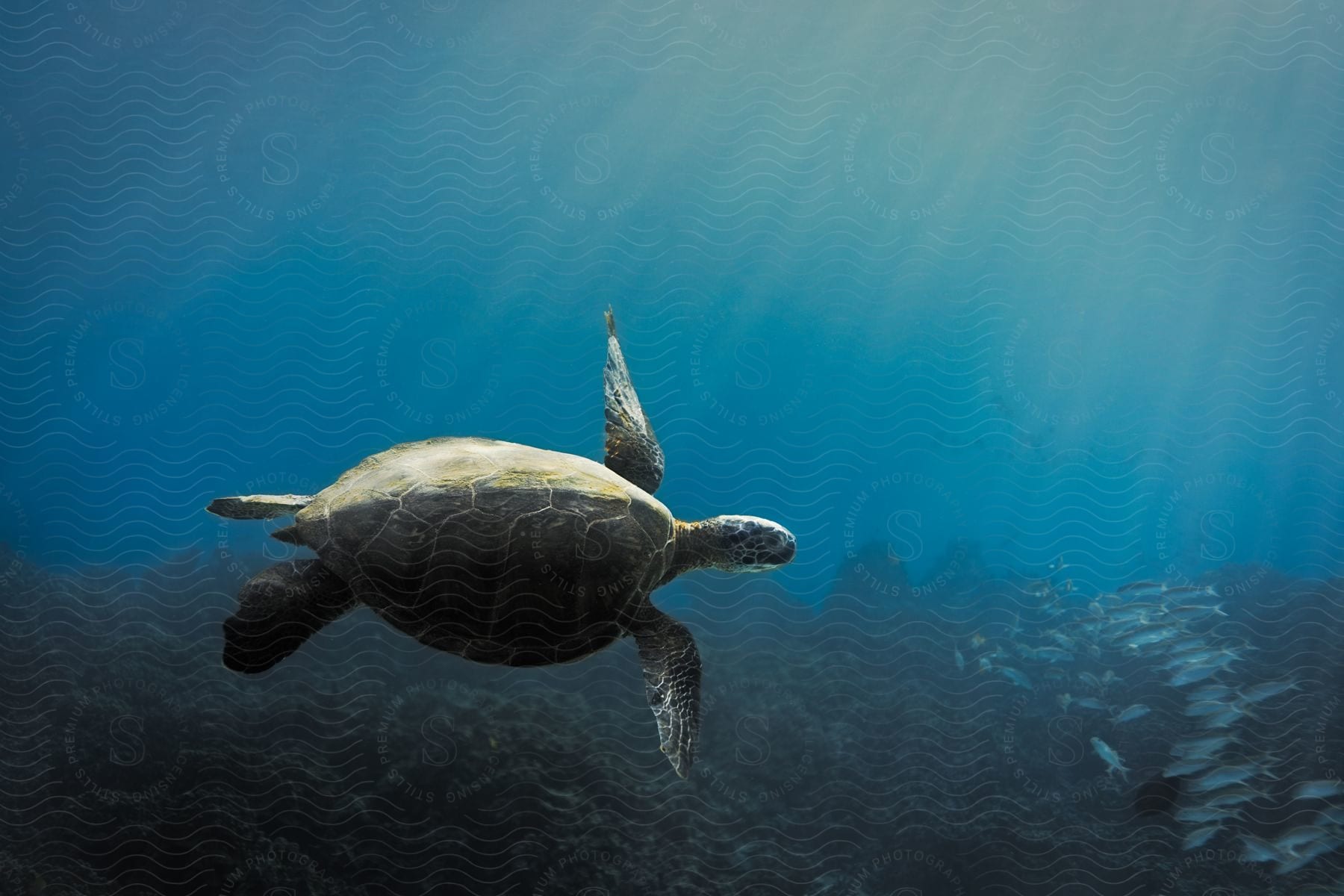 A sea turtle swims over the seabed with small fish nearby as rays of sunlight shine from above